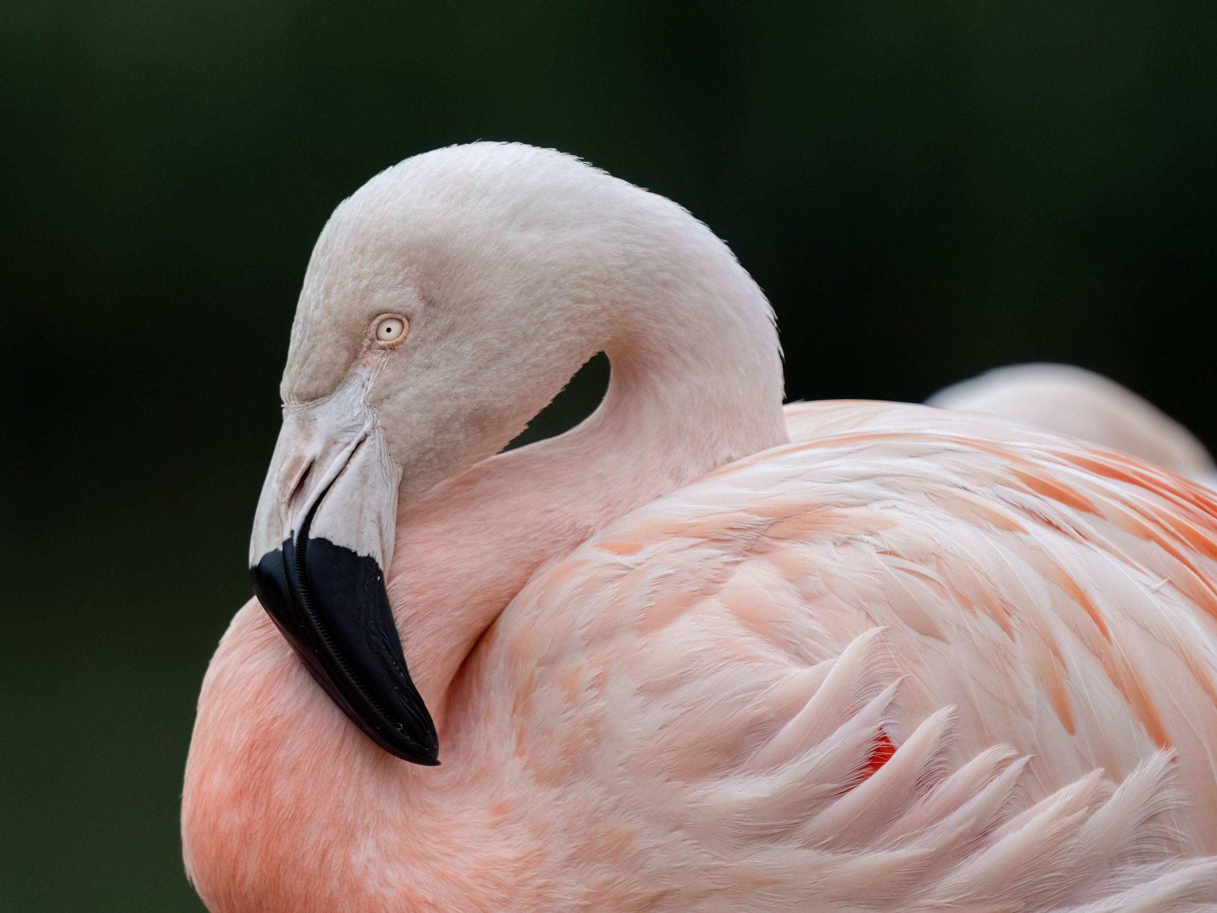 Chilean Flamingi | Slimbridge WWT