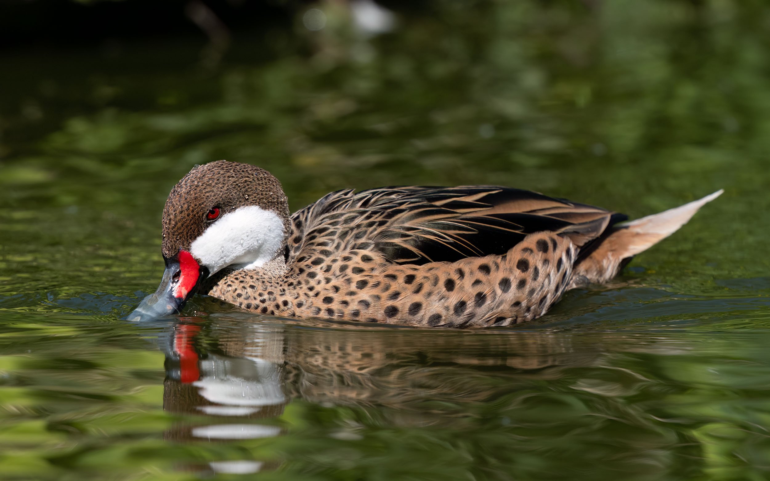 White Cheeked Pintail | Martin Mere WWT