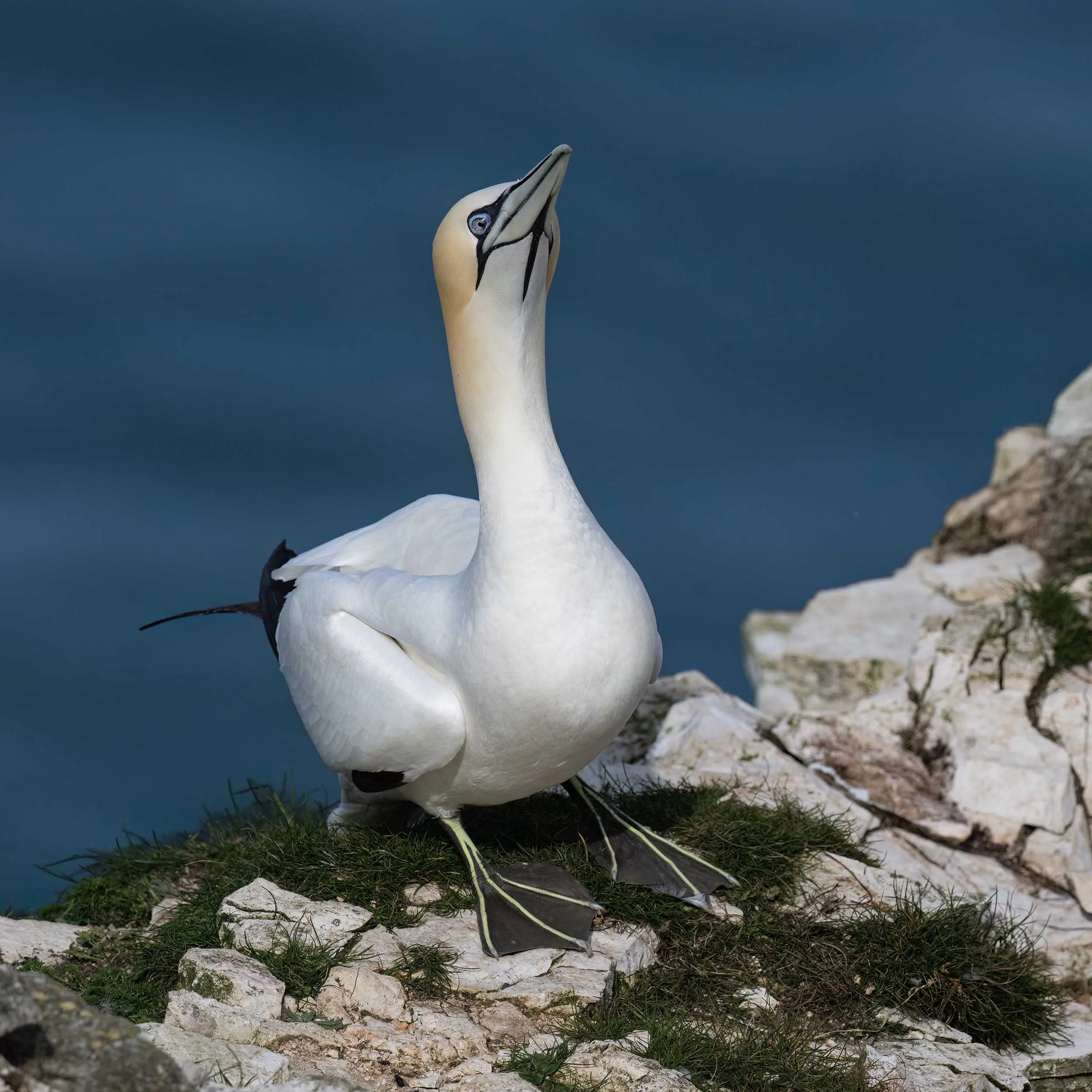 Northern Gannet | RSPB Bempton Cliffs