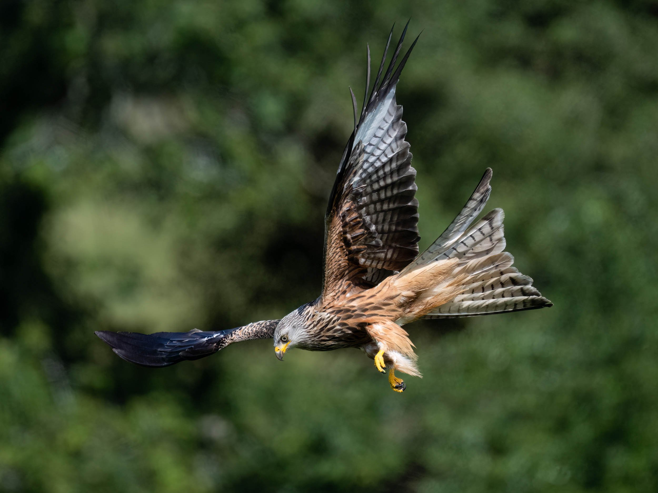 Red Kite | Gigrin Farm | Rhayader | Wales