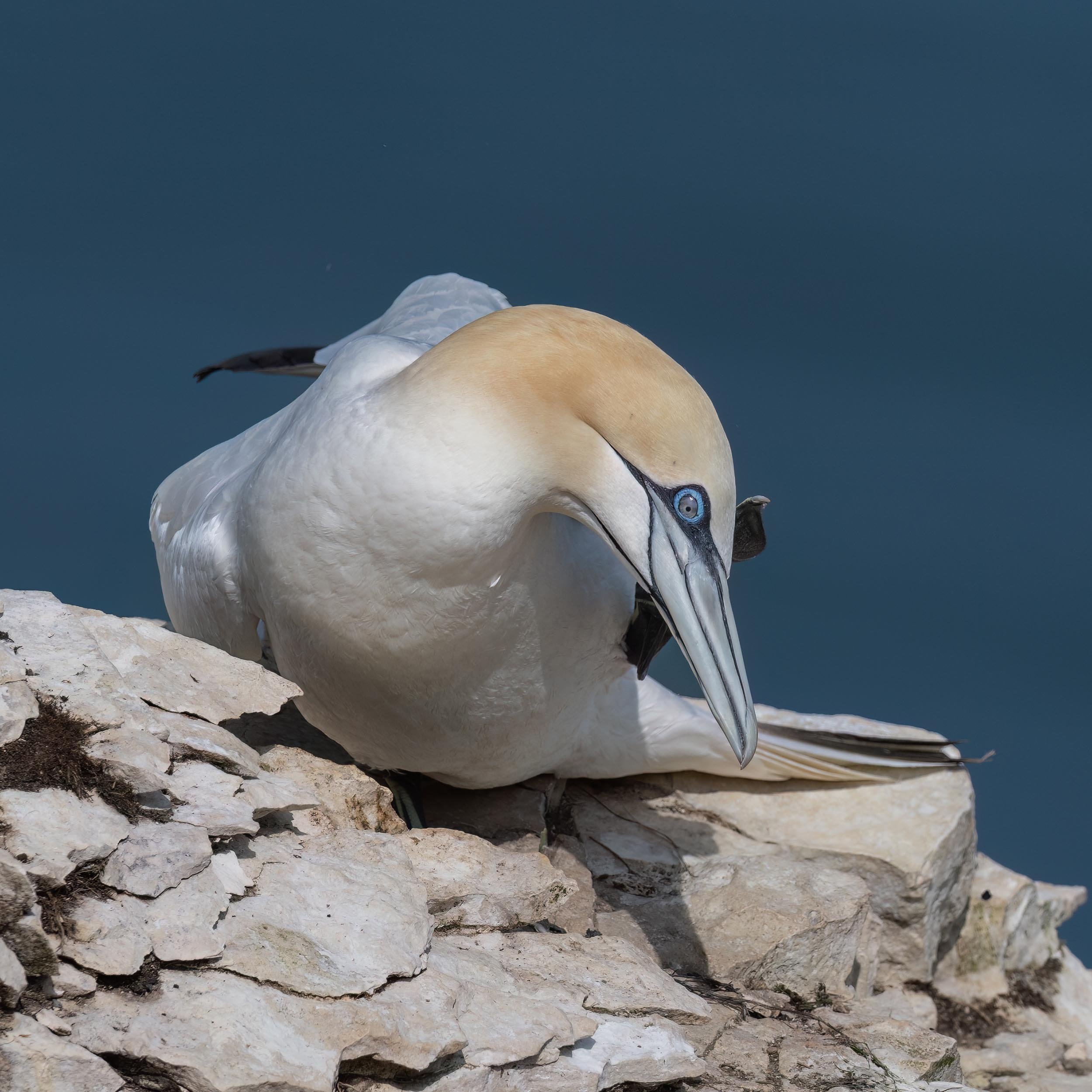 Northern Gannet | RSPB Bempton Cliffs