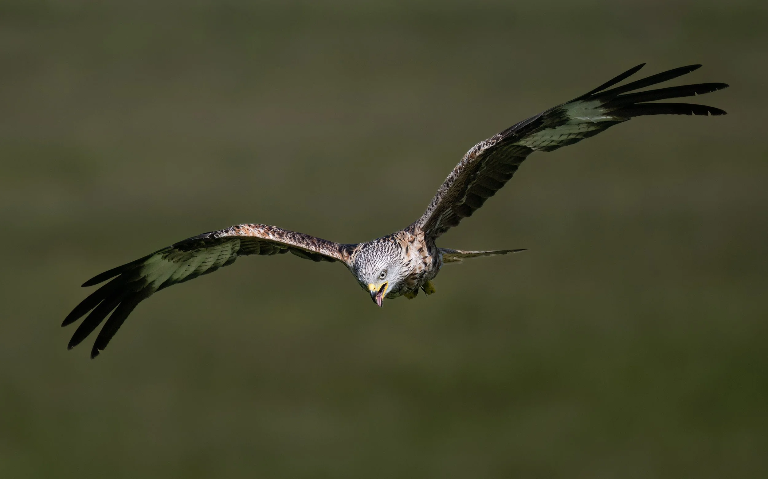Red Kite | Gigrin Farm | Rhayader | Wales