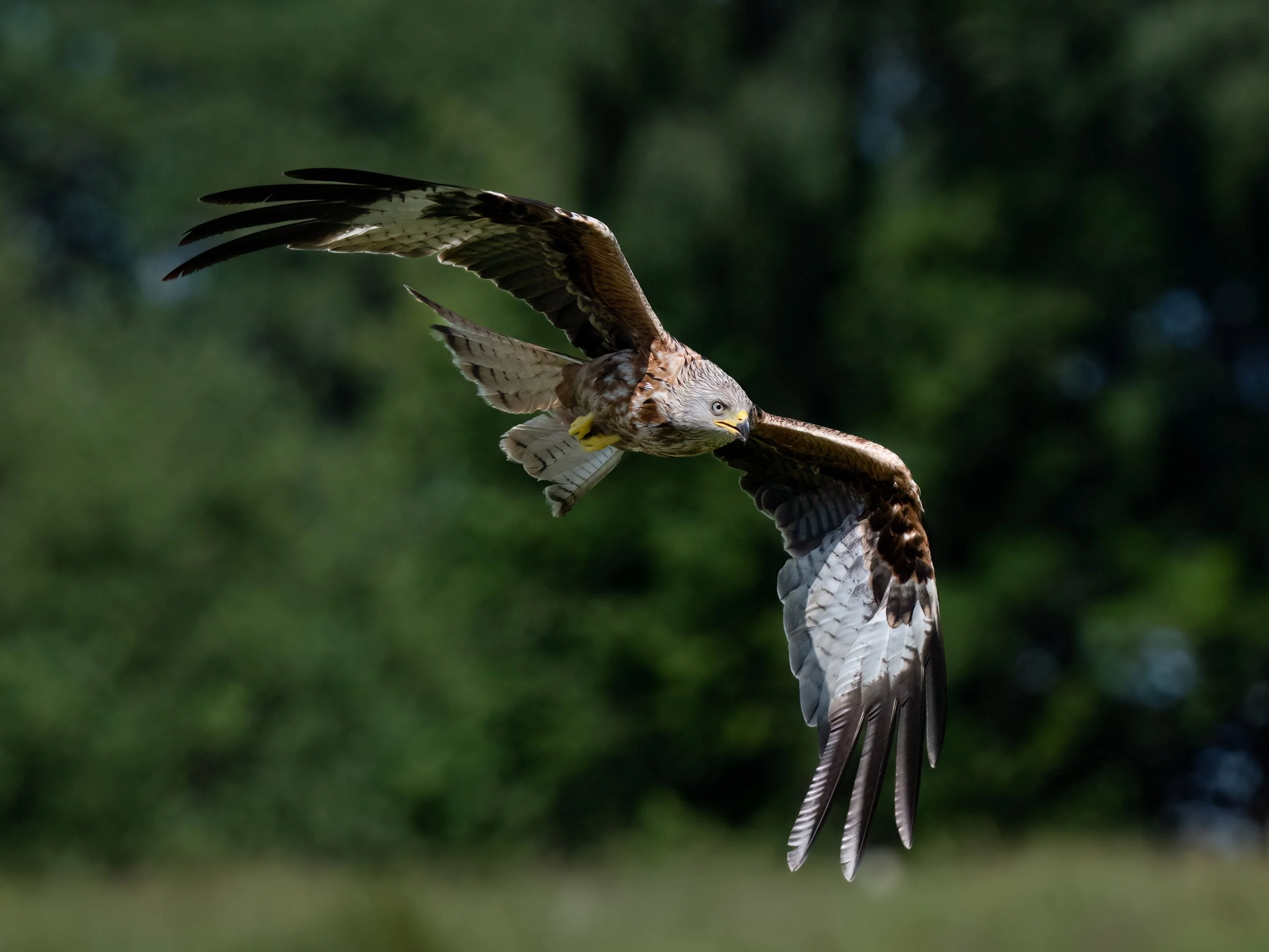 Red Kite | Gigrin Farm | Rhayader | Wales