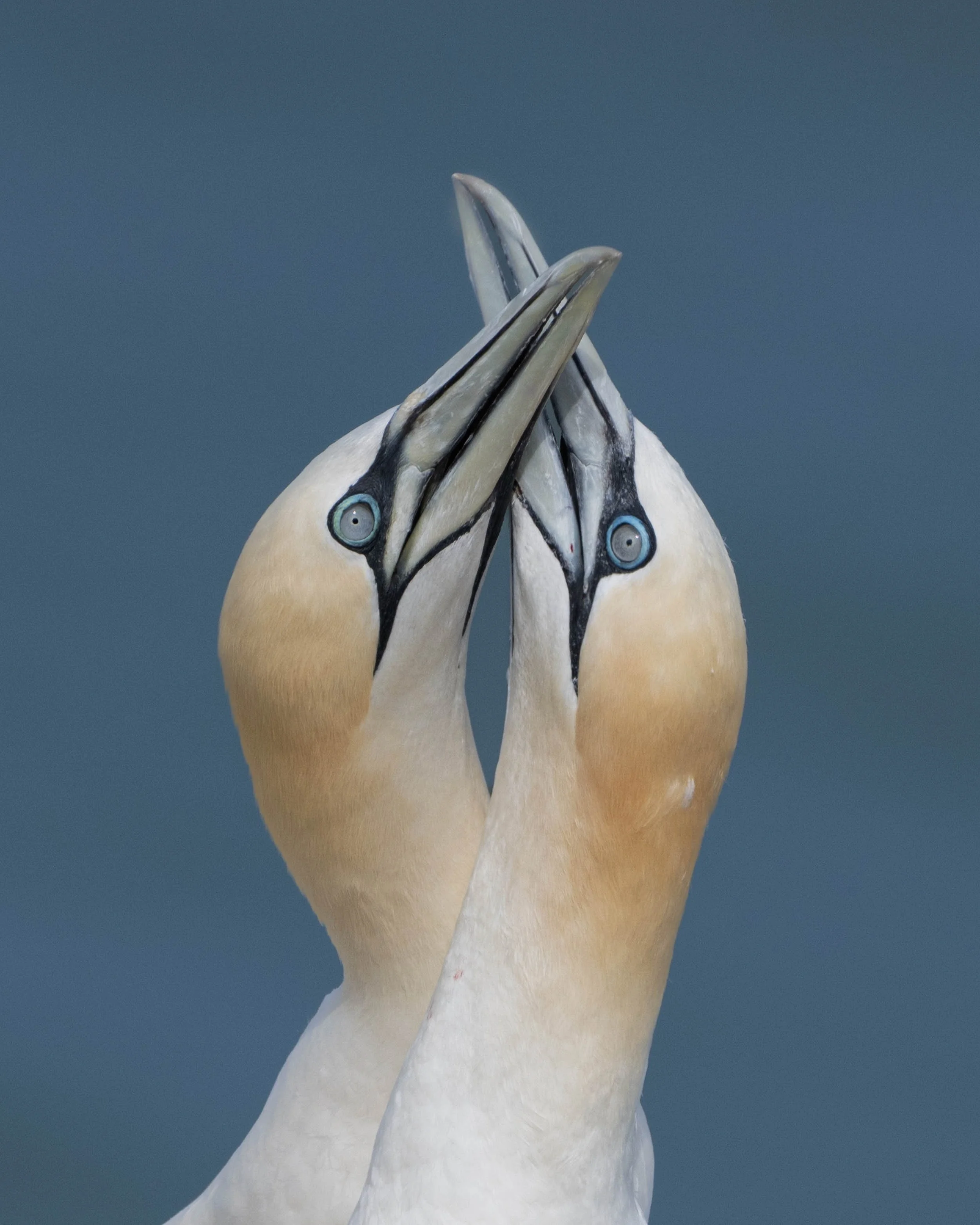Northern Gannets | RSPB Bempton Cliffs