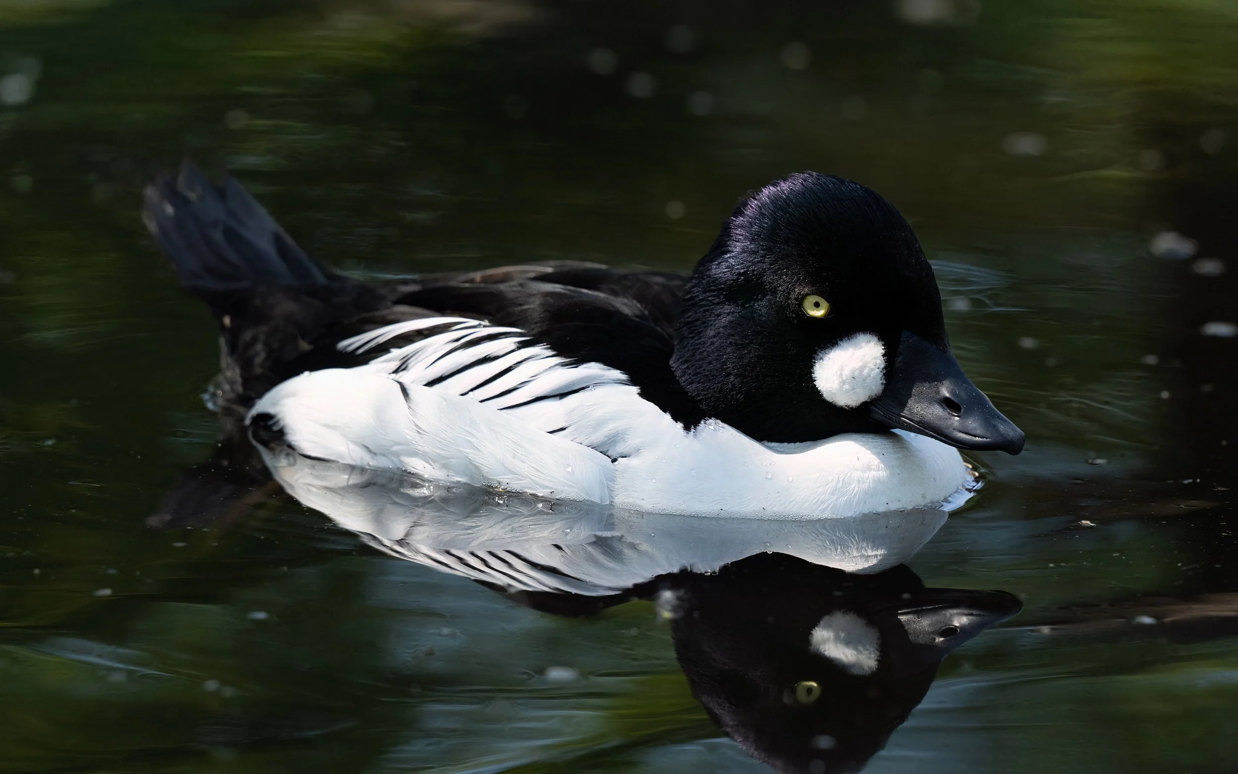 Common Goldeneye | Martin Mere WWT
