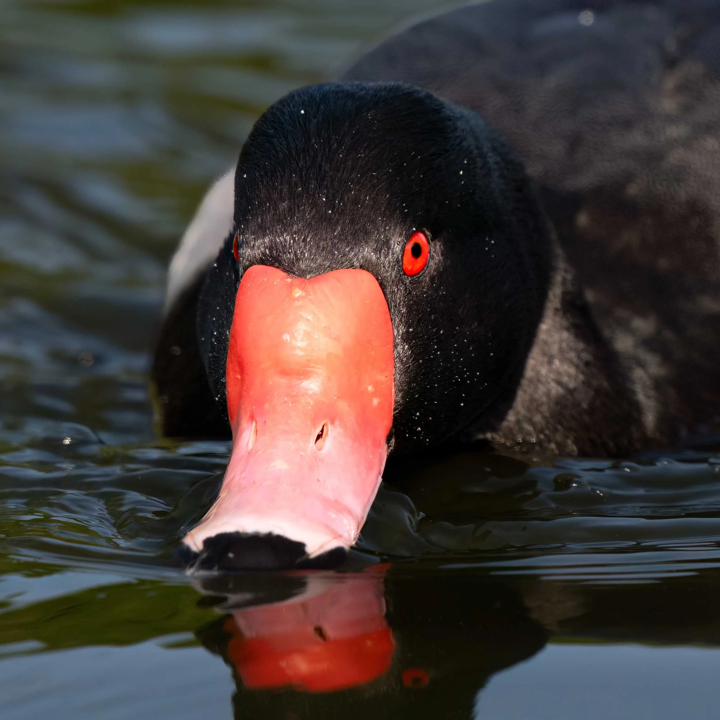 Rosy-billed Pochard | Martin Mere WWT