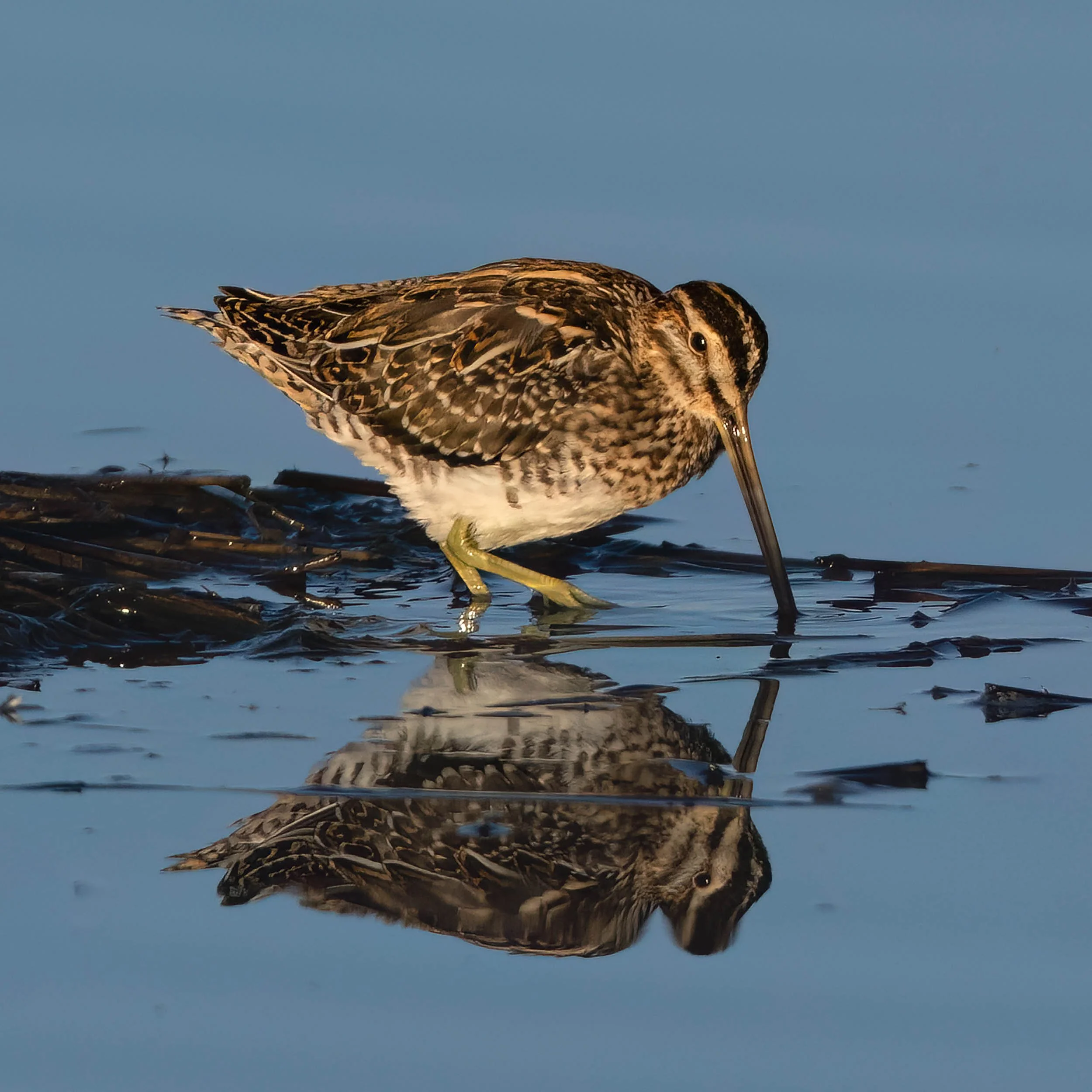 Snipe | RSPB Leighton Moss