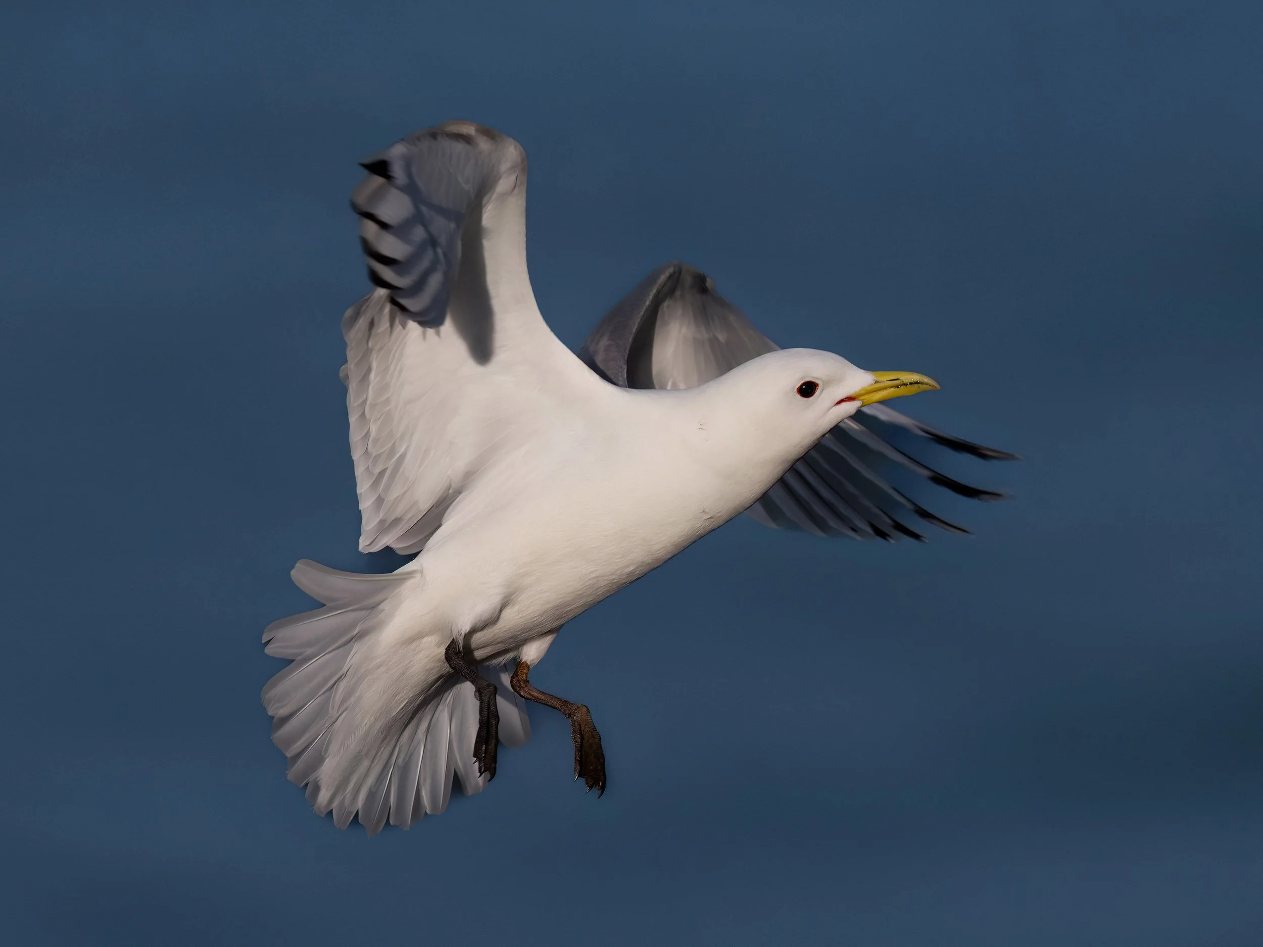 Kittiwake | RSPB Bempton Cliffs