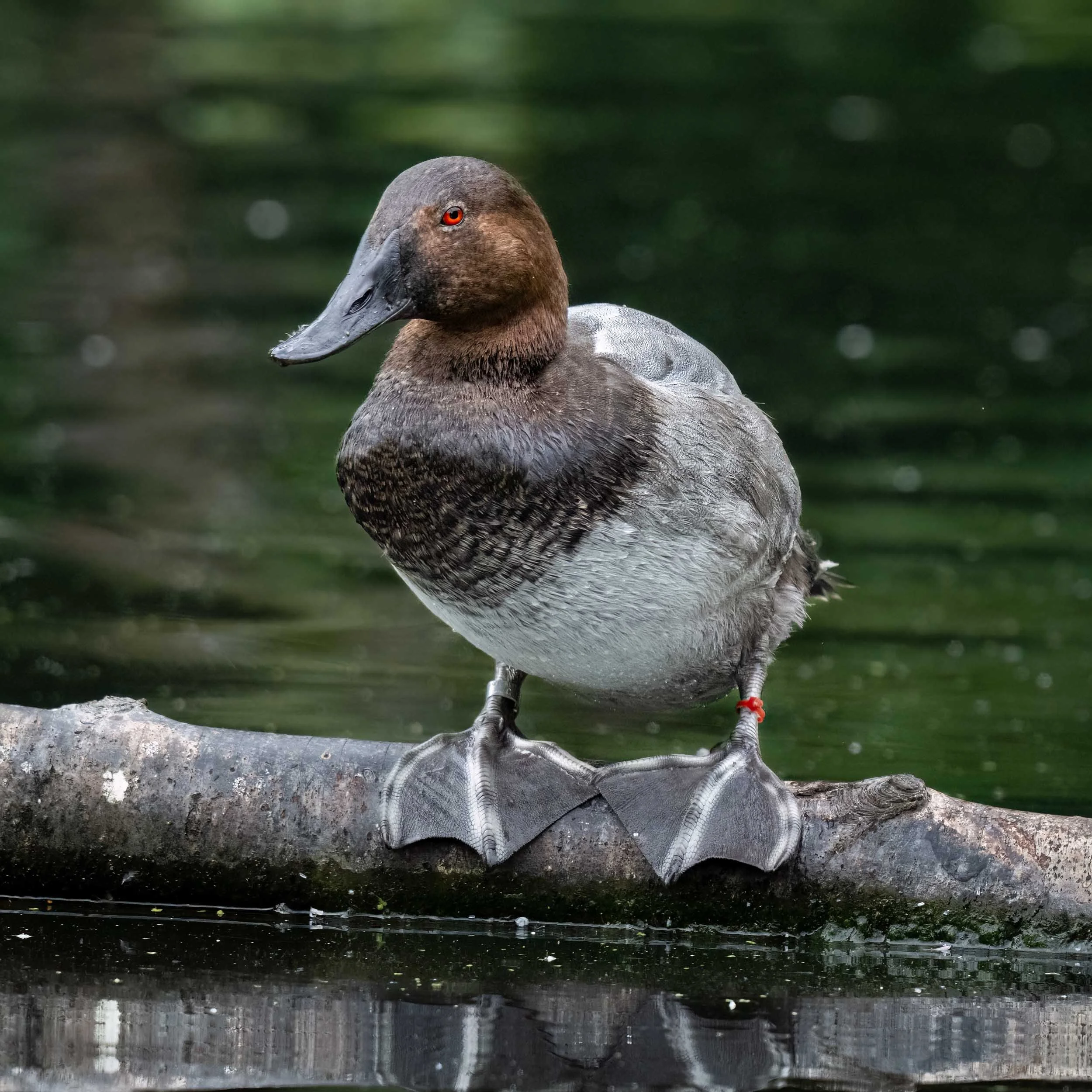 Canvasback Duck | Slimbridge WWT
