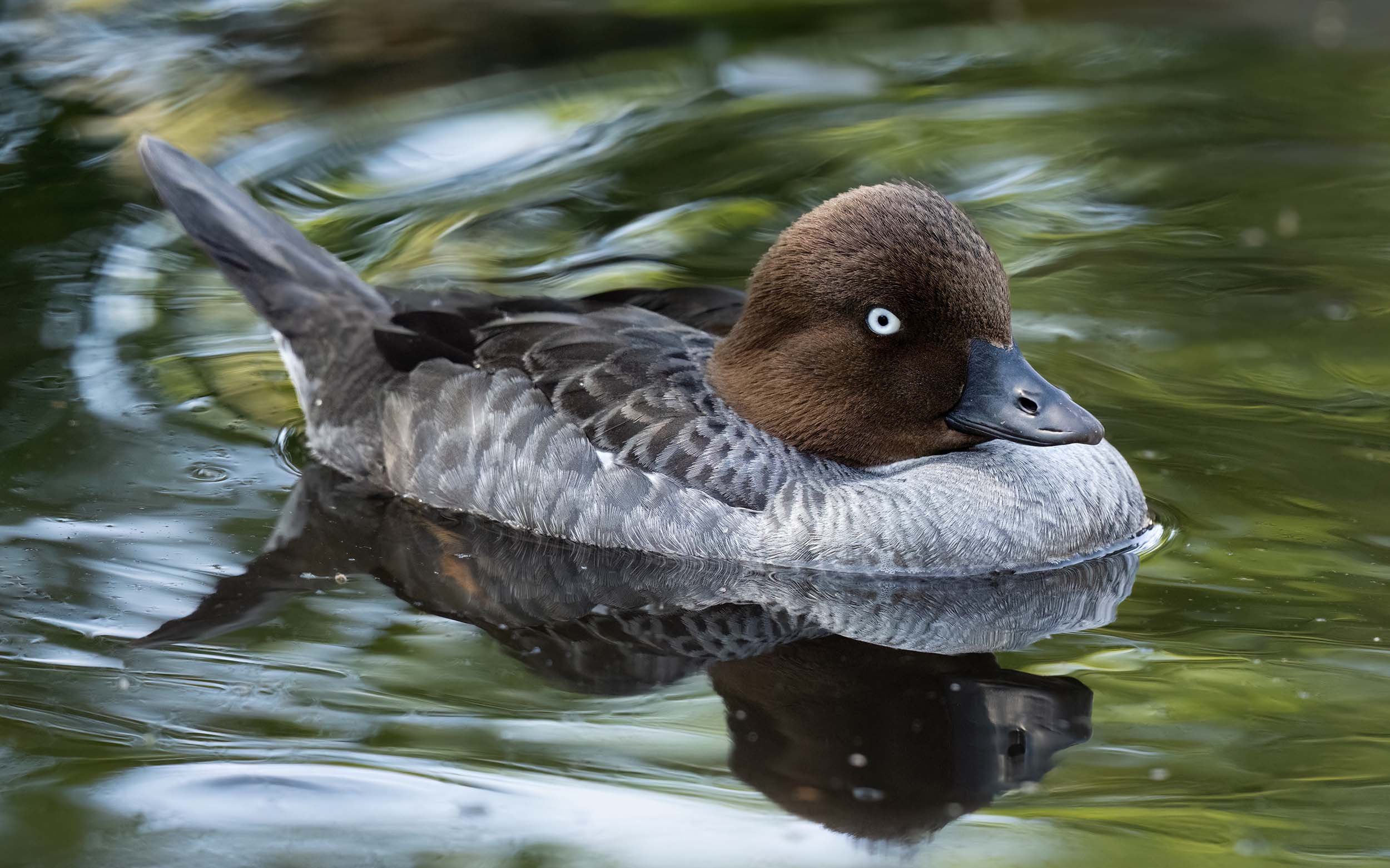 Female Common Goldeneye | Martin Mere WWT