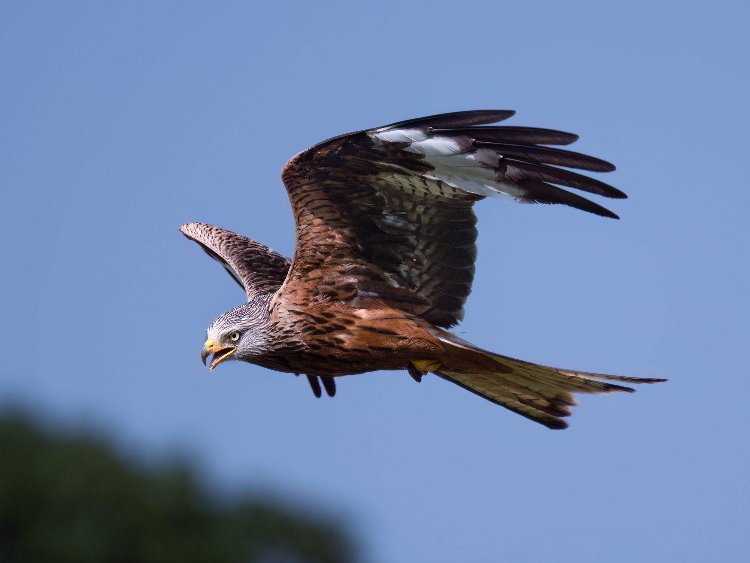 Red Kite | Gigrin Farm | Rhayader | Wales