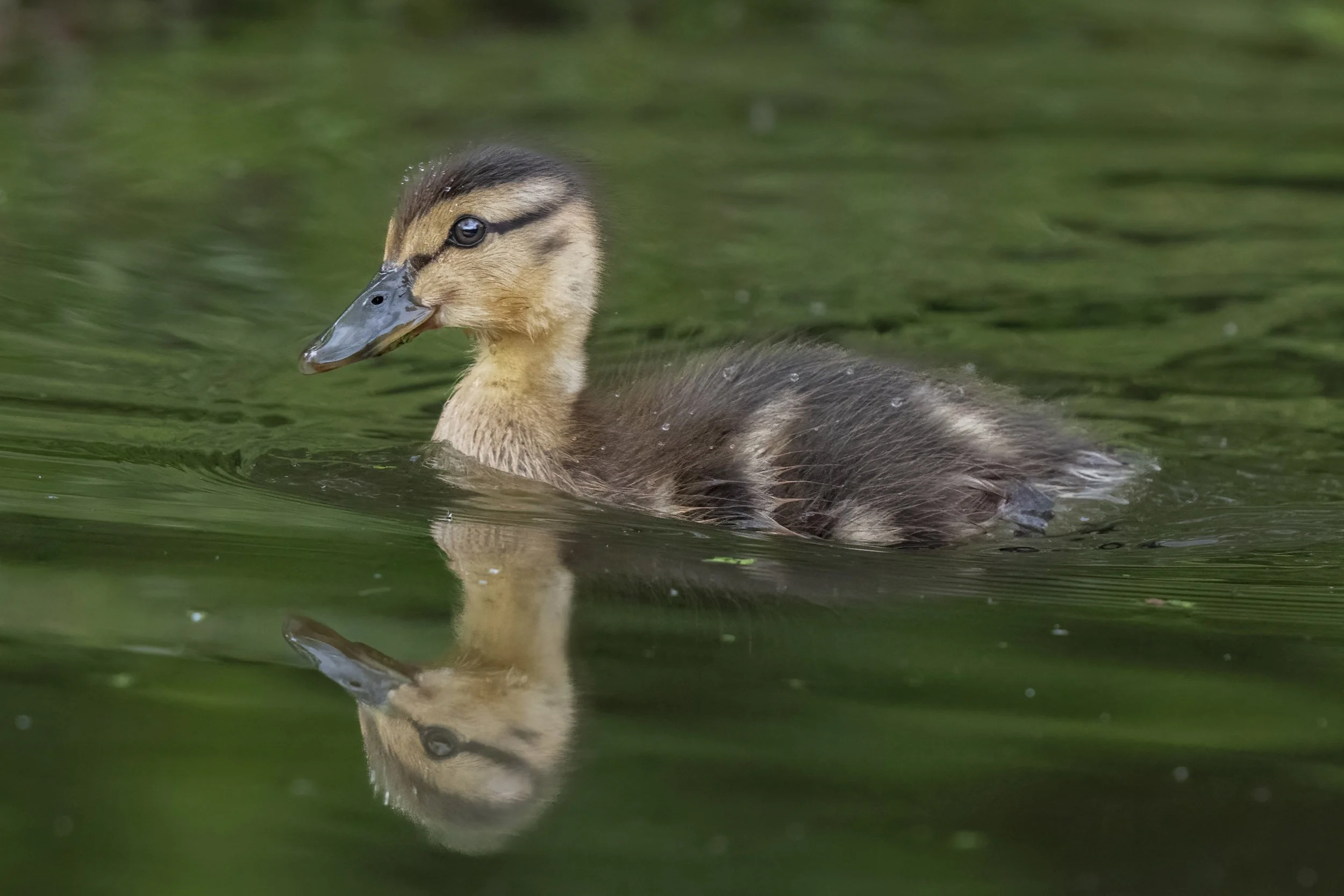 Mallard Duckling | Slimbridge WWT
