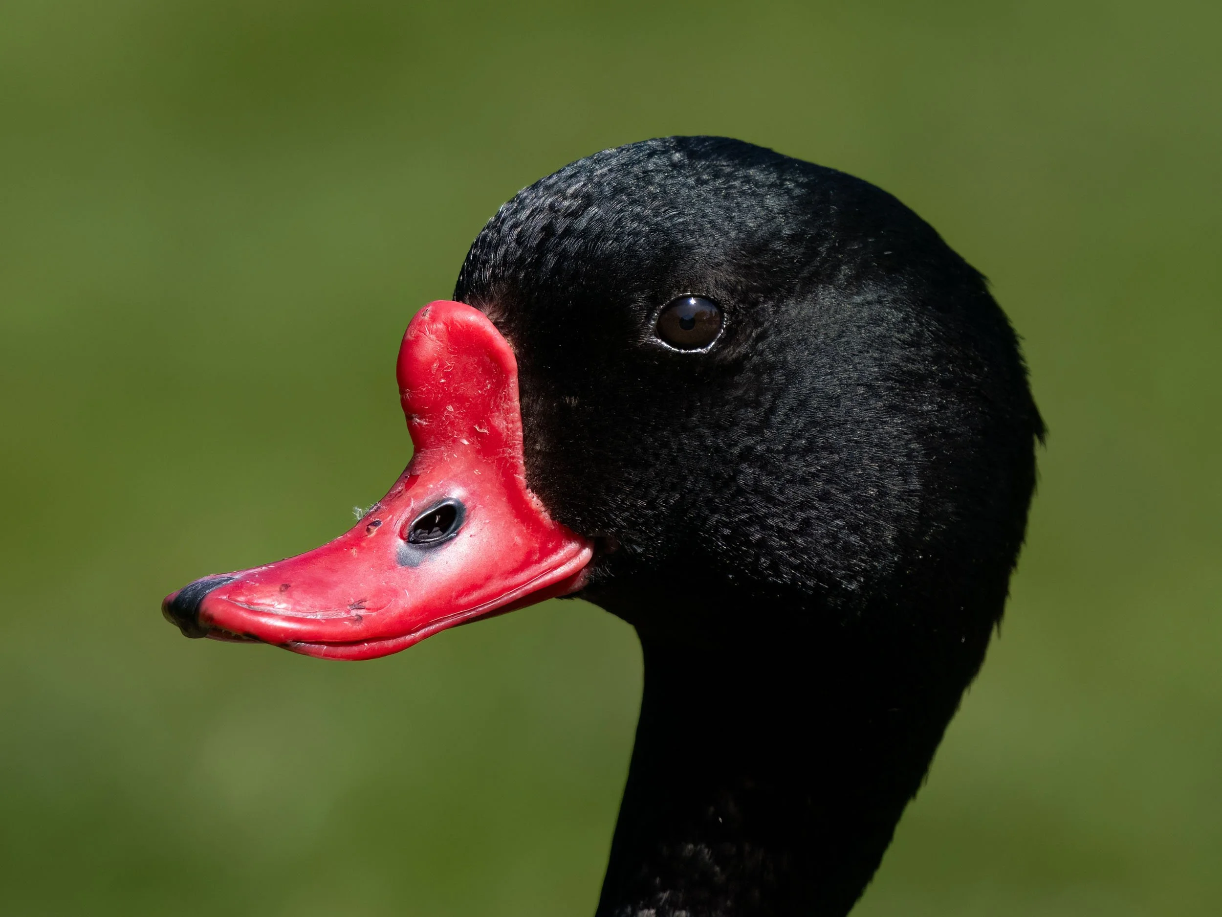 Shelduck | Martin Mere WWT