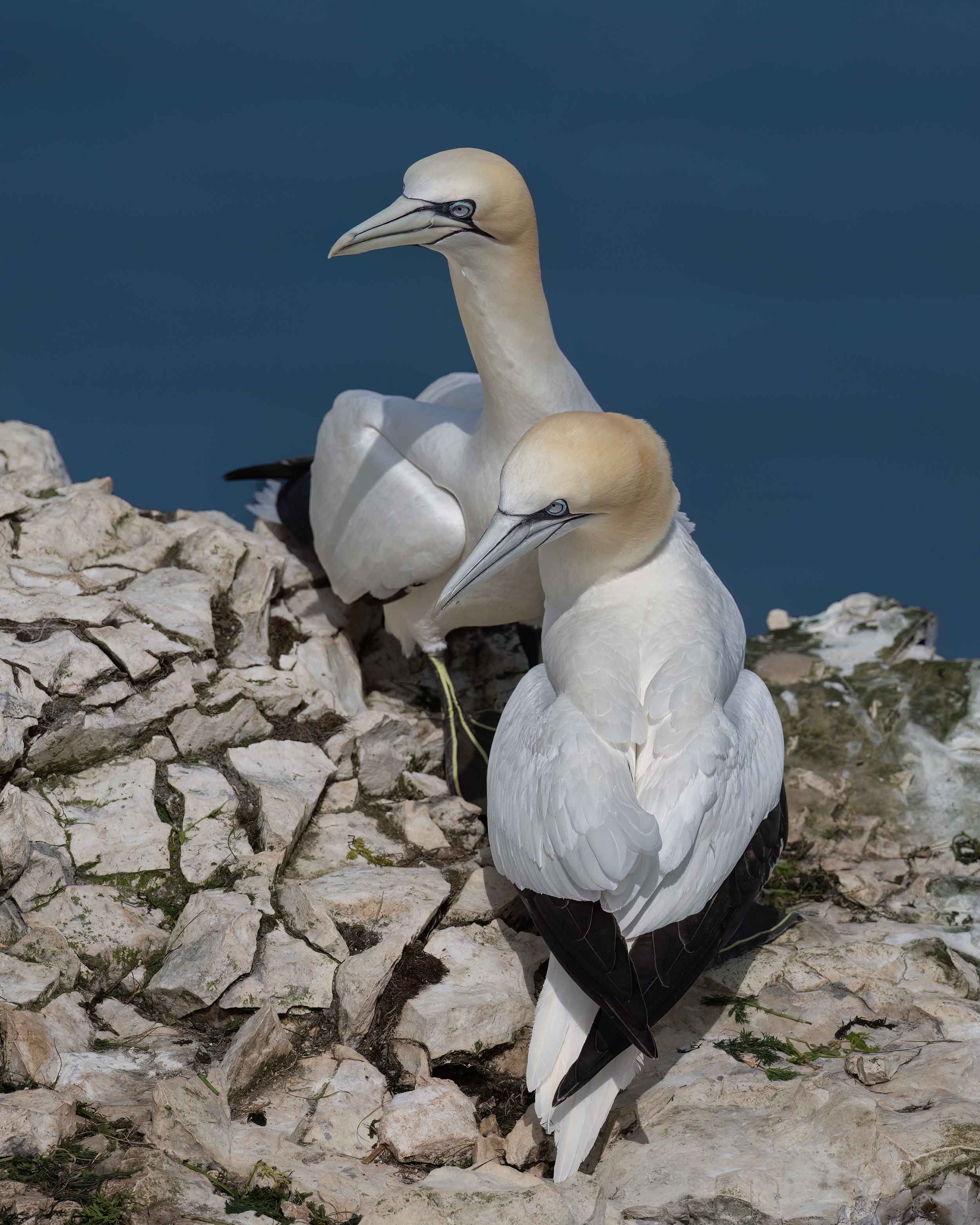 Northern Gannets | RSPB Bempton Cliffs