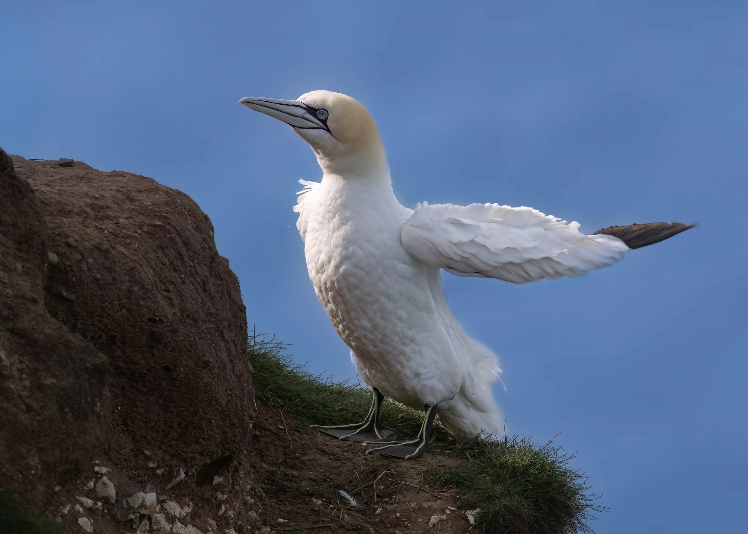 Northern Gannet | RSPB Bempton Cliffs