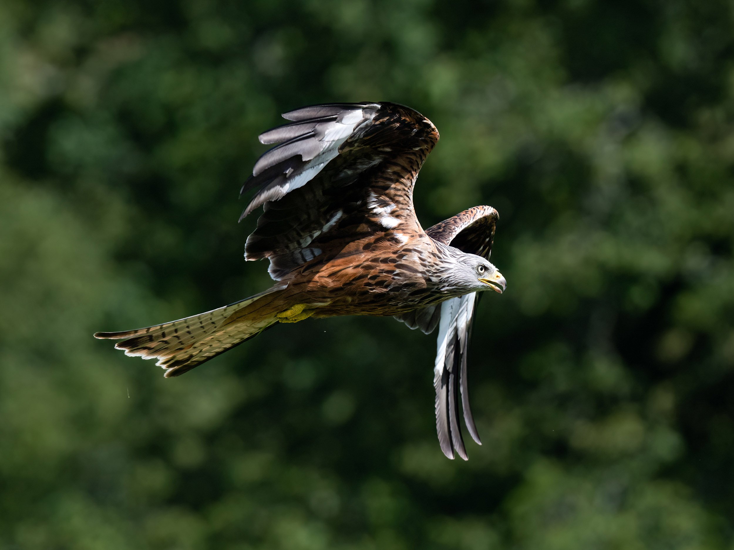 Red Kite | Gigrin Farm | Rhayader | Wales