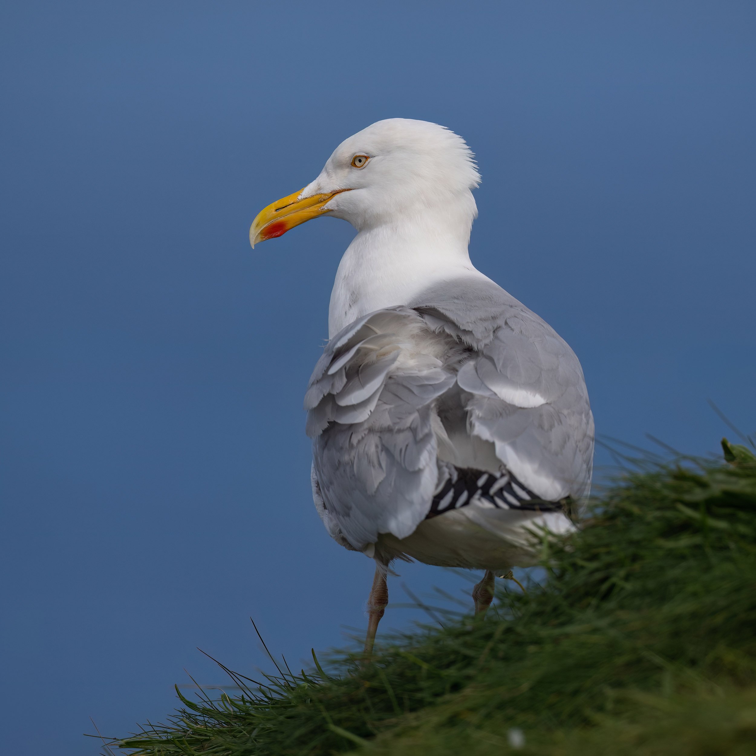 Herring Gull | RSPB Bempton Cliffs