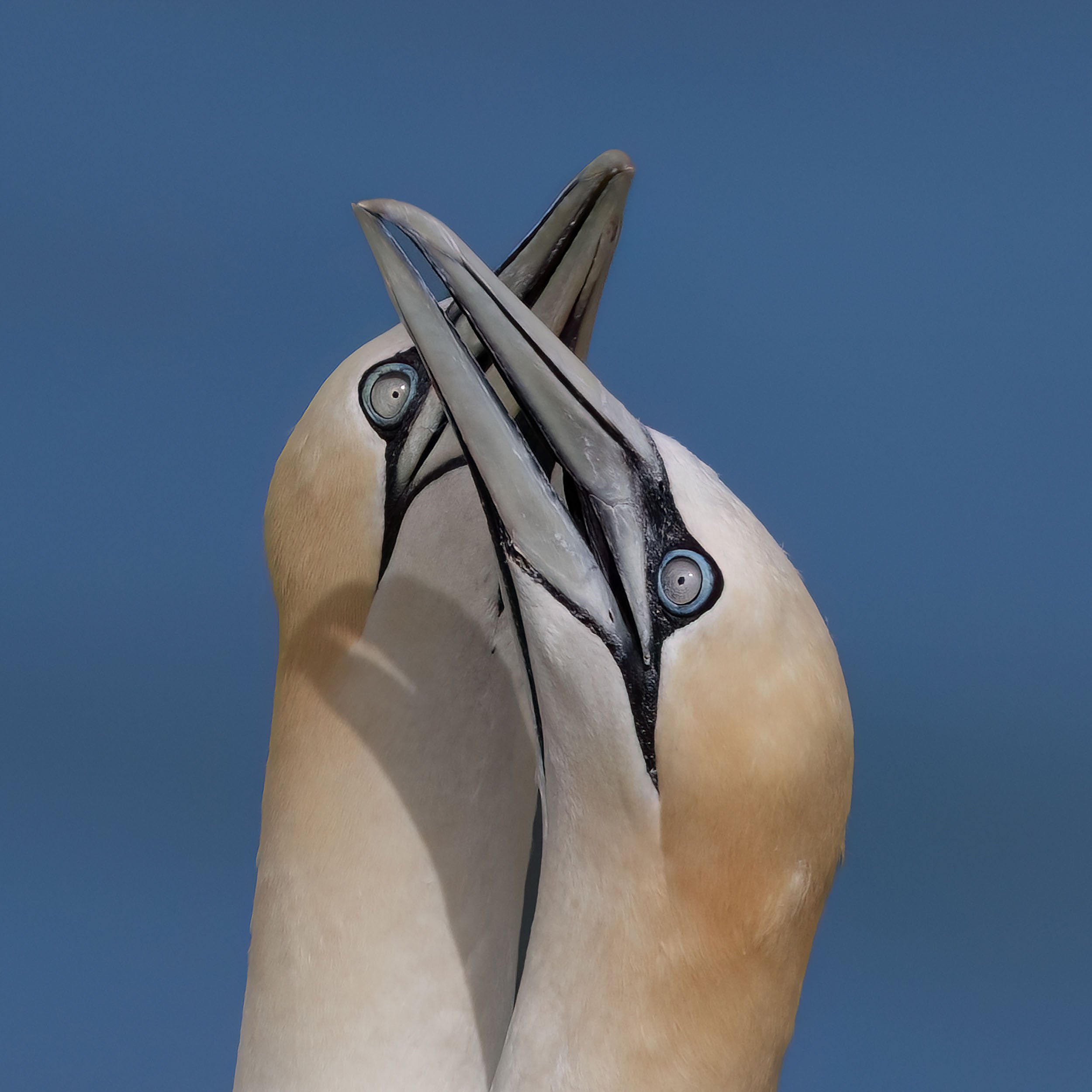 Northern Gannets | RSPB Bempton Cliffs