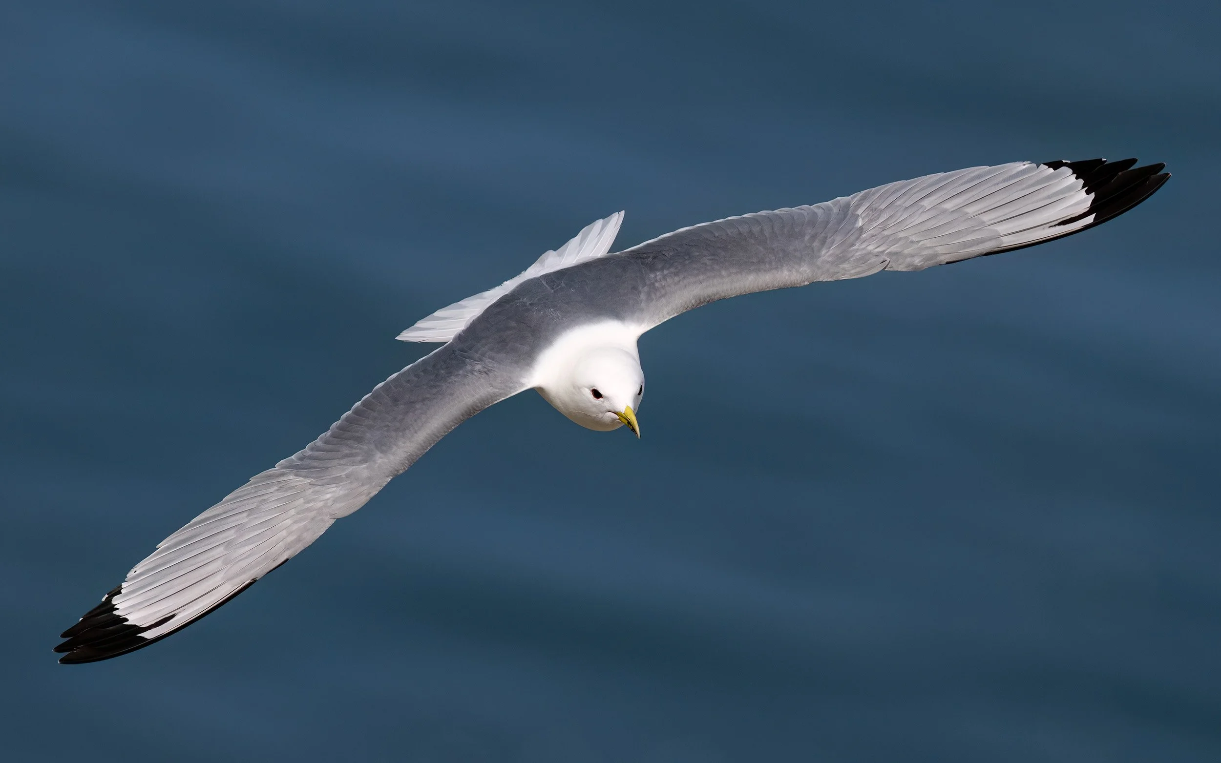 Kittiwake | RSPB Bempton Cliffs