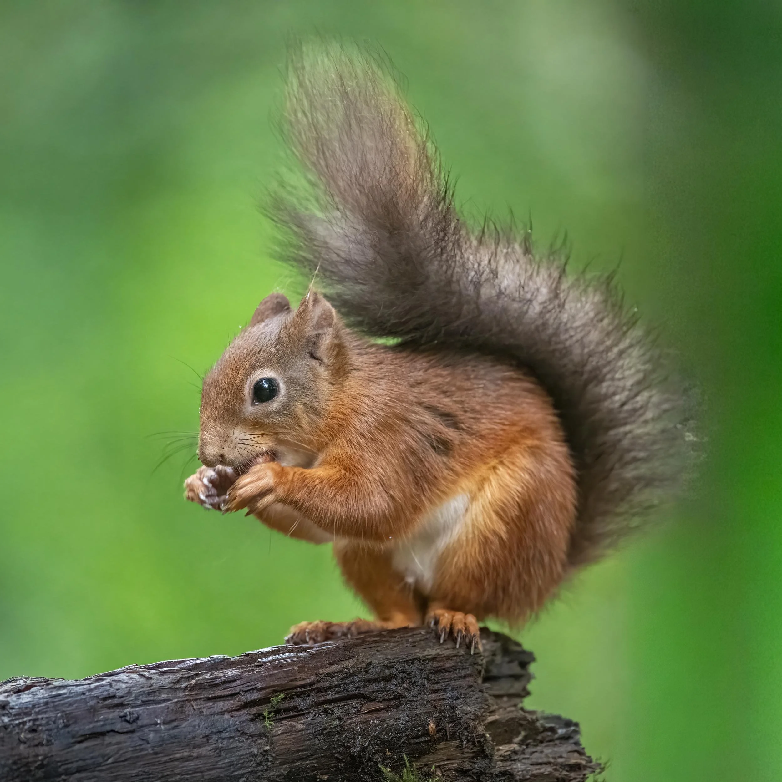 Red Squirrels