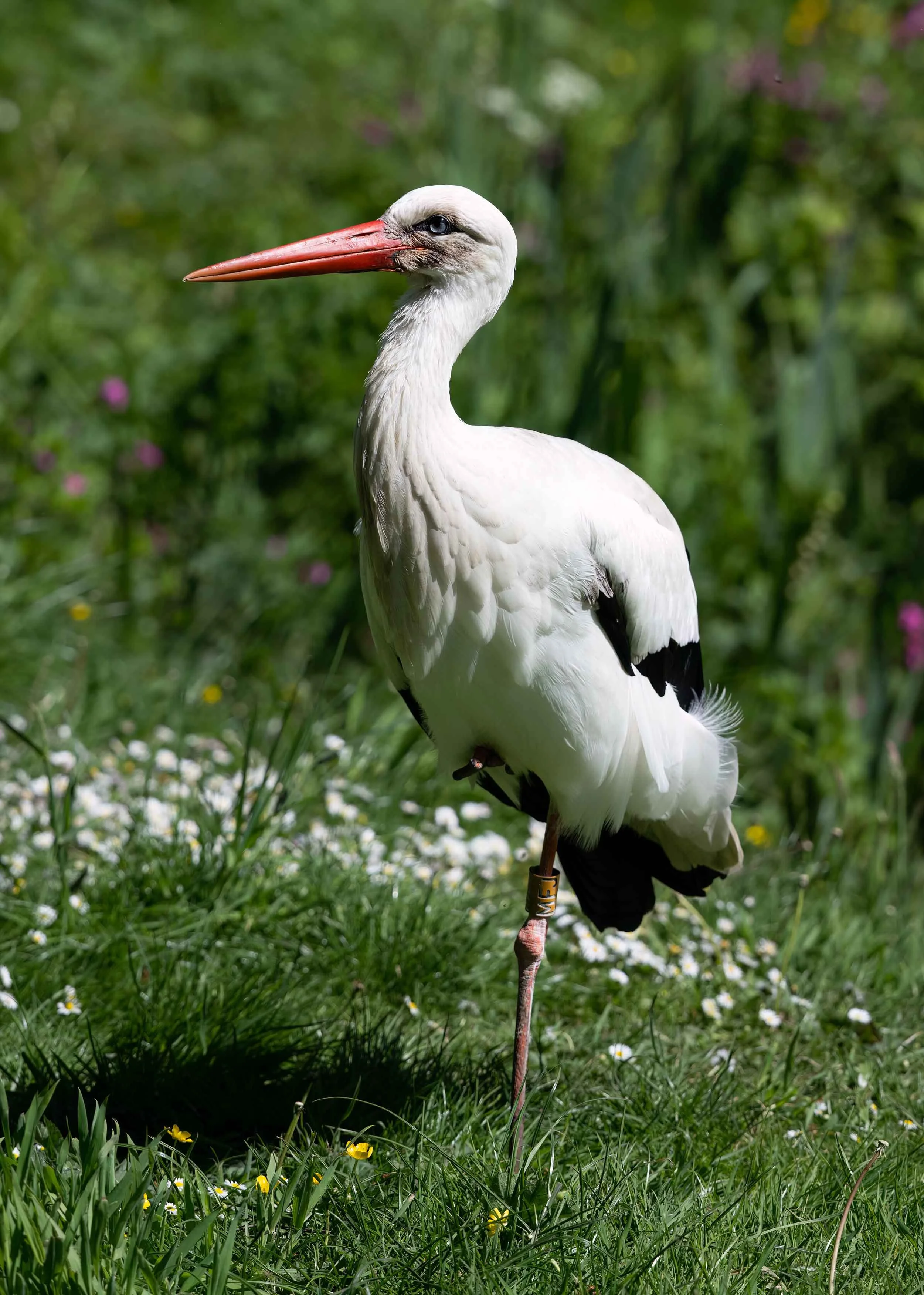 White Stork | Martin Mere WWT