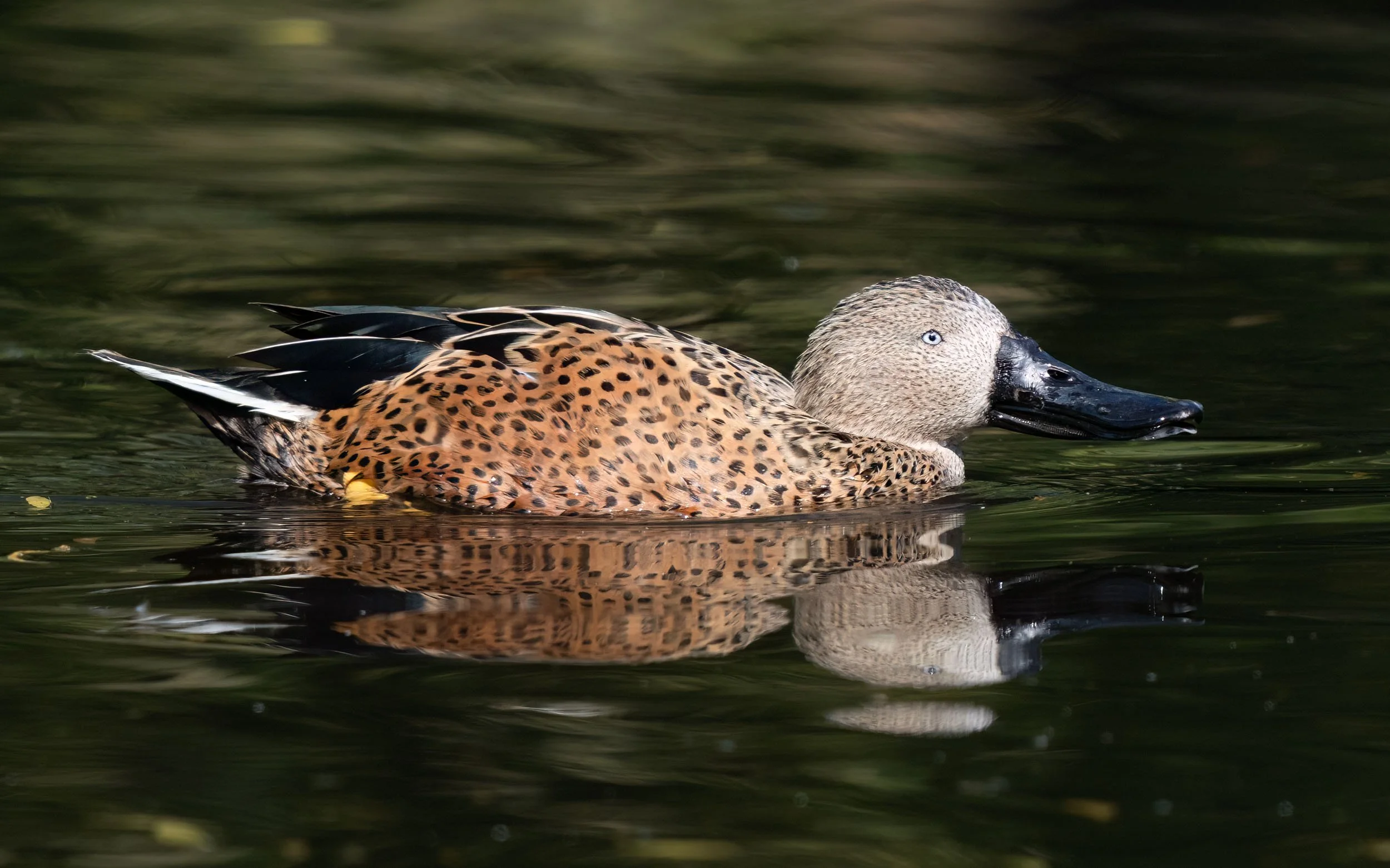 Red Shoveler | Martin Mere WWT
