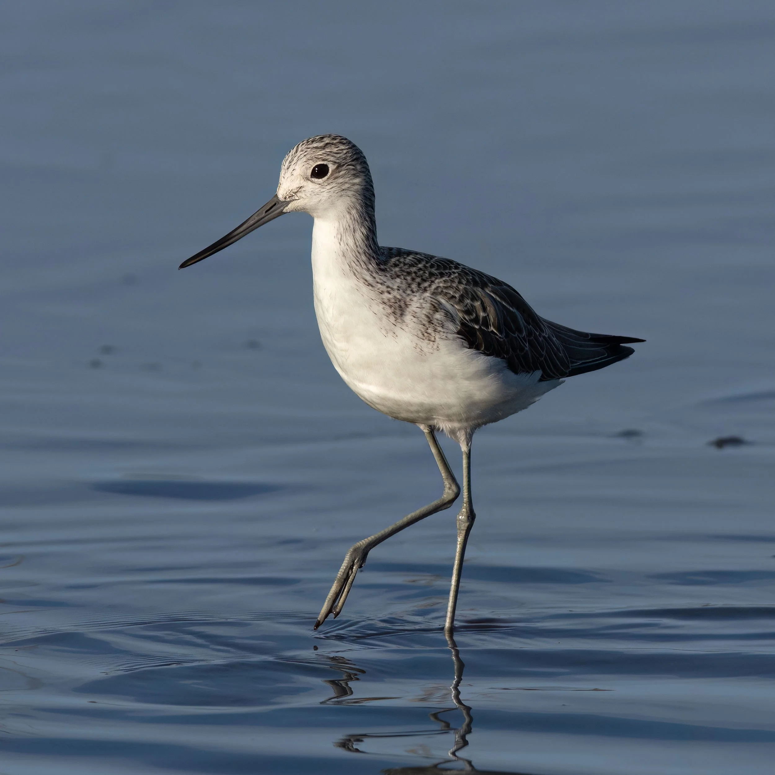 Greenshank | RSPB Leighton Moss