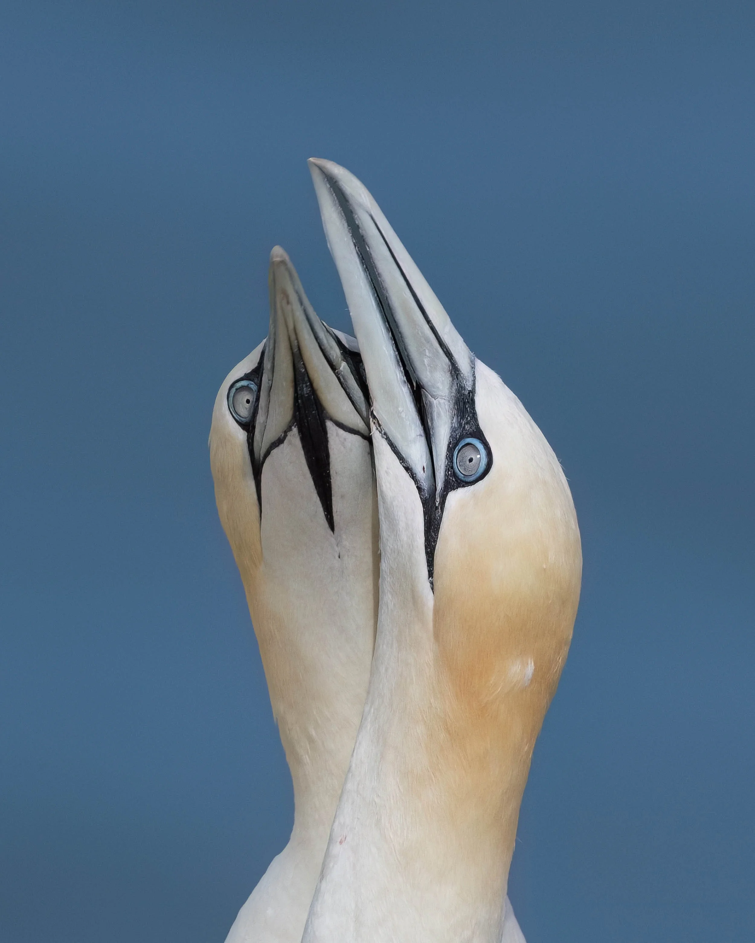 Northern Gannets | RSPB Bempton Cliffs