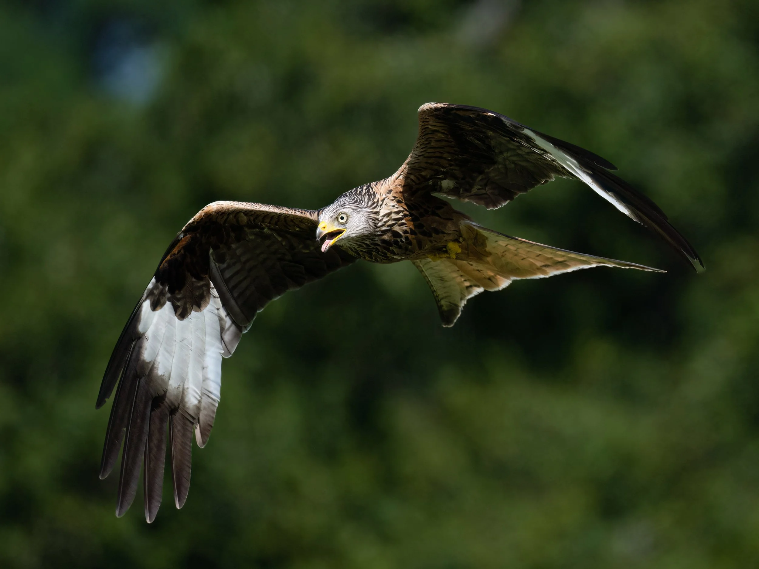 Red Kite | Gigrin Farm | Rhayader | Wales