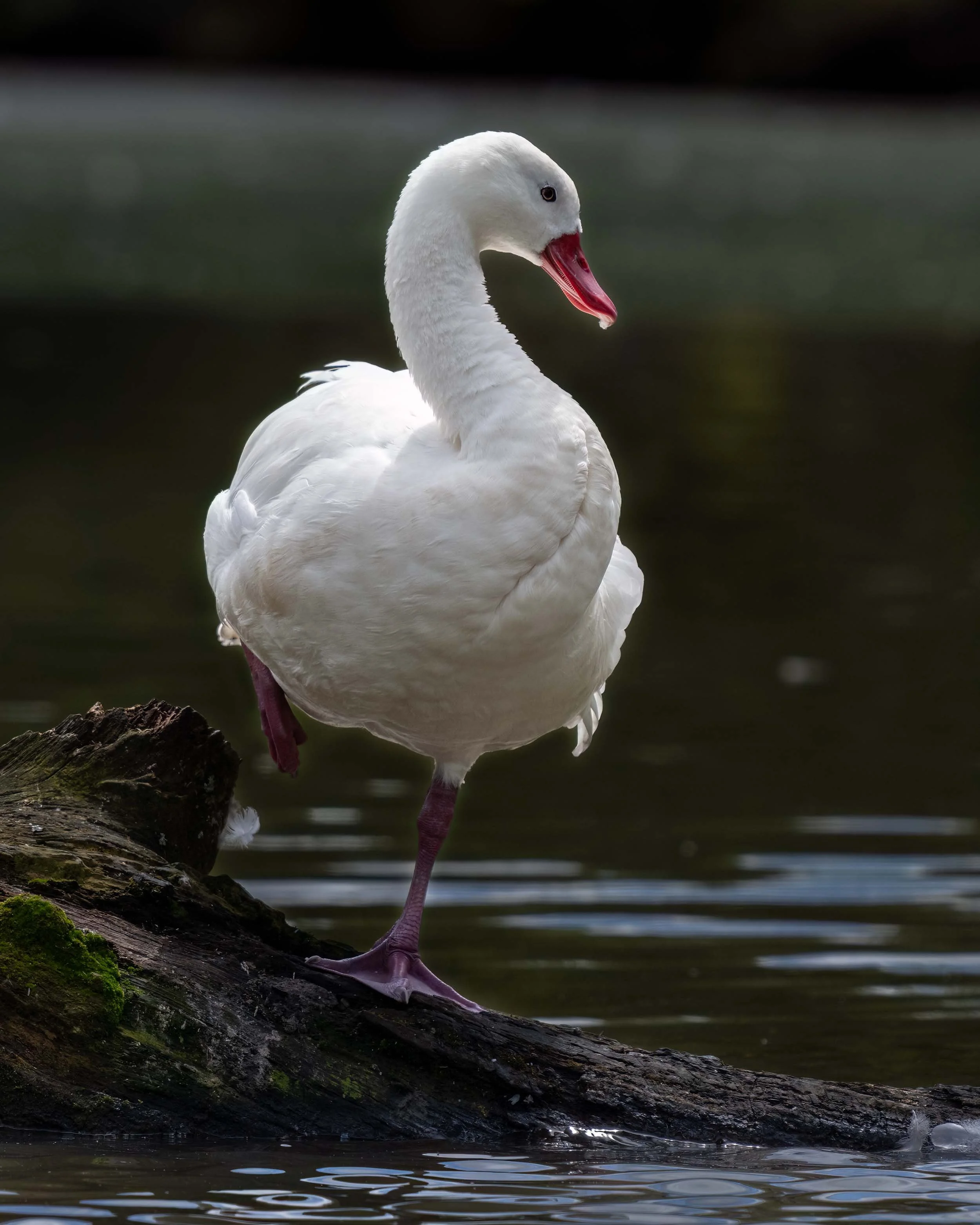 Coscoroba Swan | Slimbridge WWT