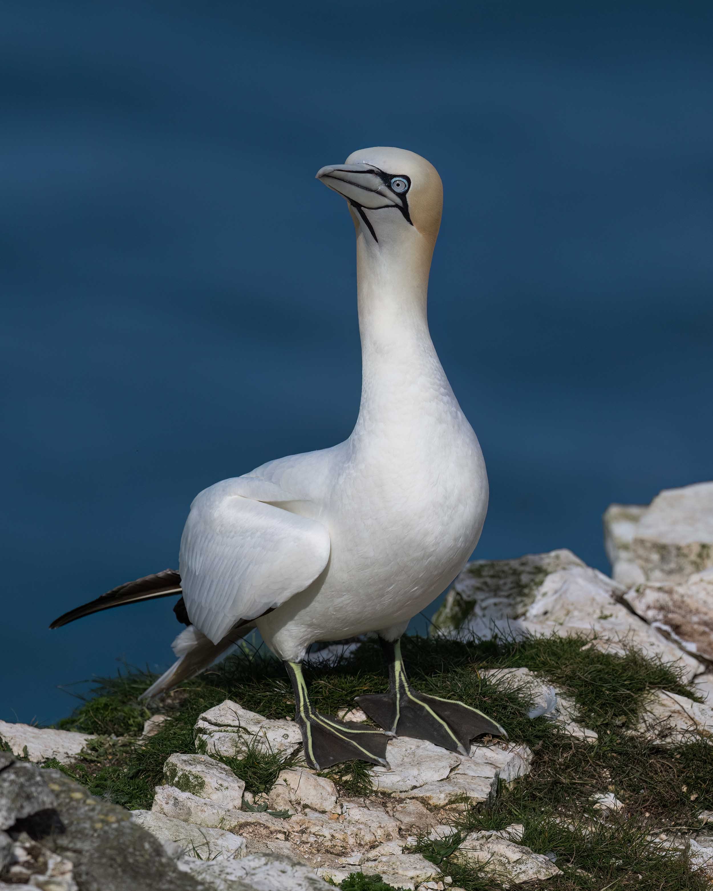 Northern Gannet | RSPB Bempton Cliffs