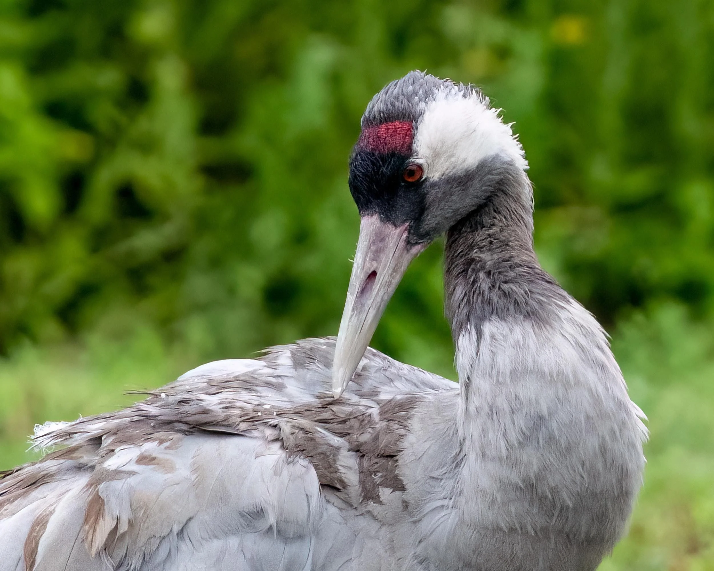 Common Crane | Slimbridge WWT