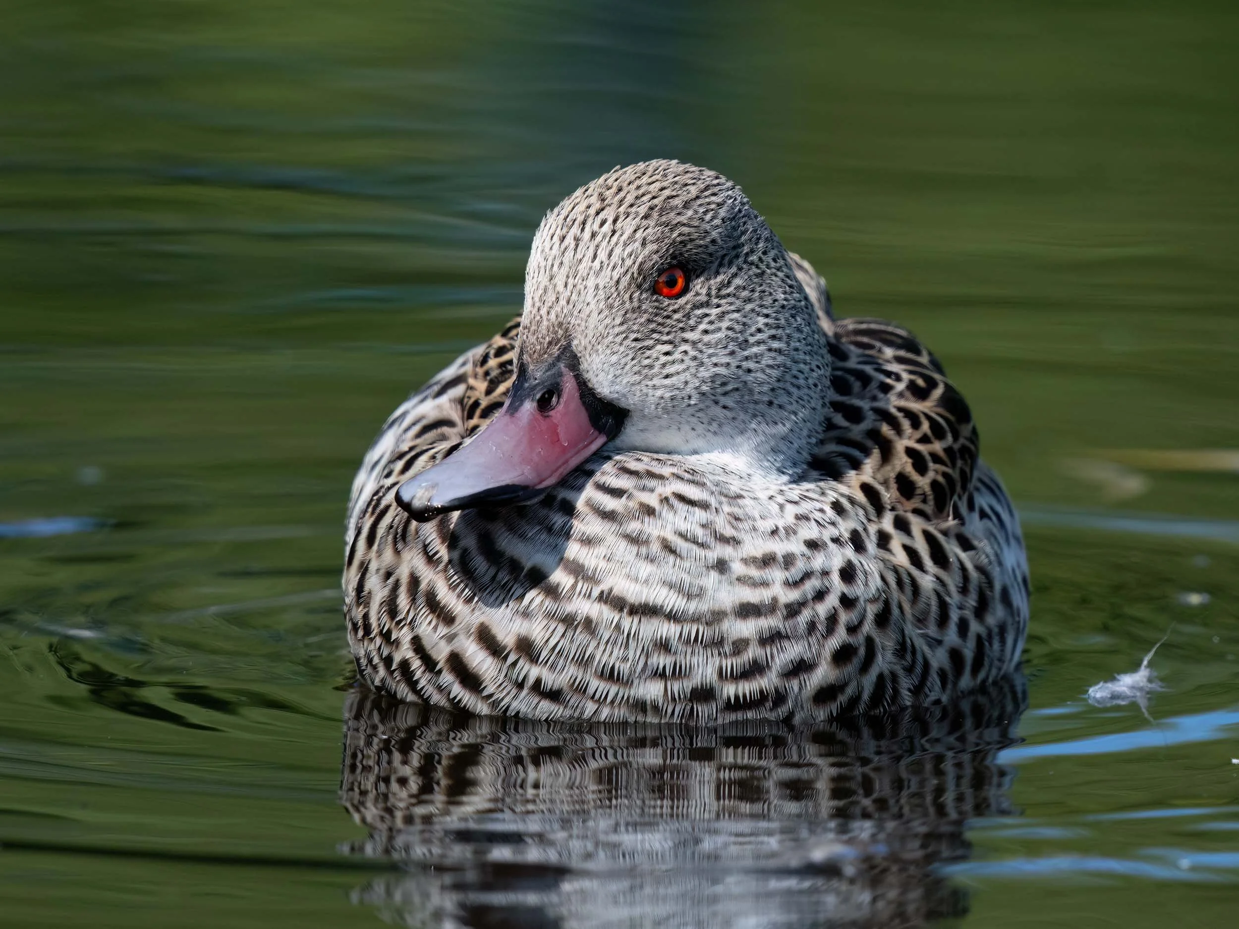 Cape Teal | Martin Mere WWT