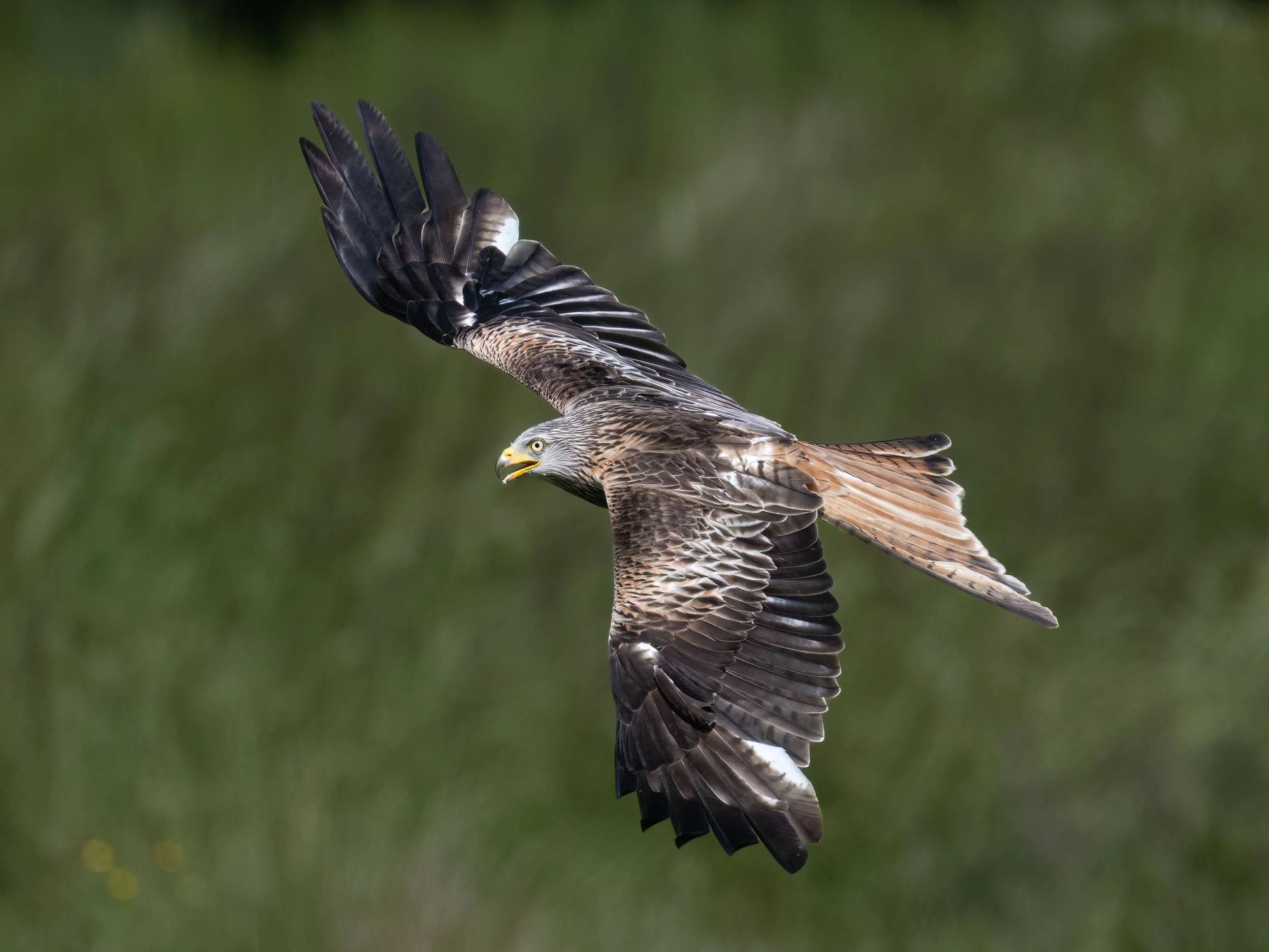 Red Kite | Gigrin Farm | Rhayader | Wales