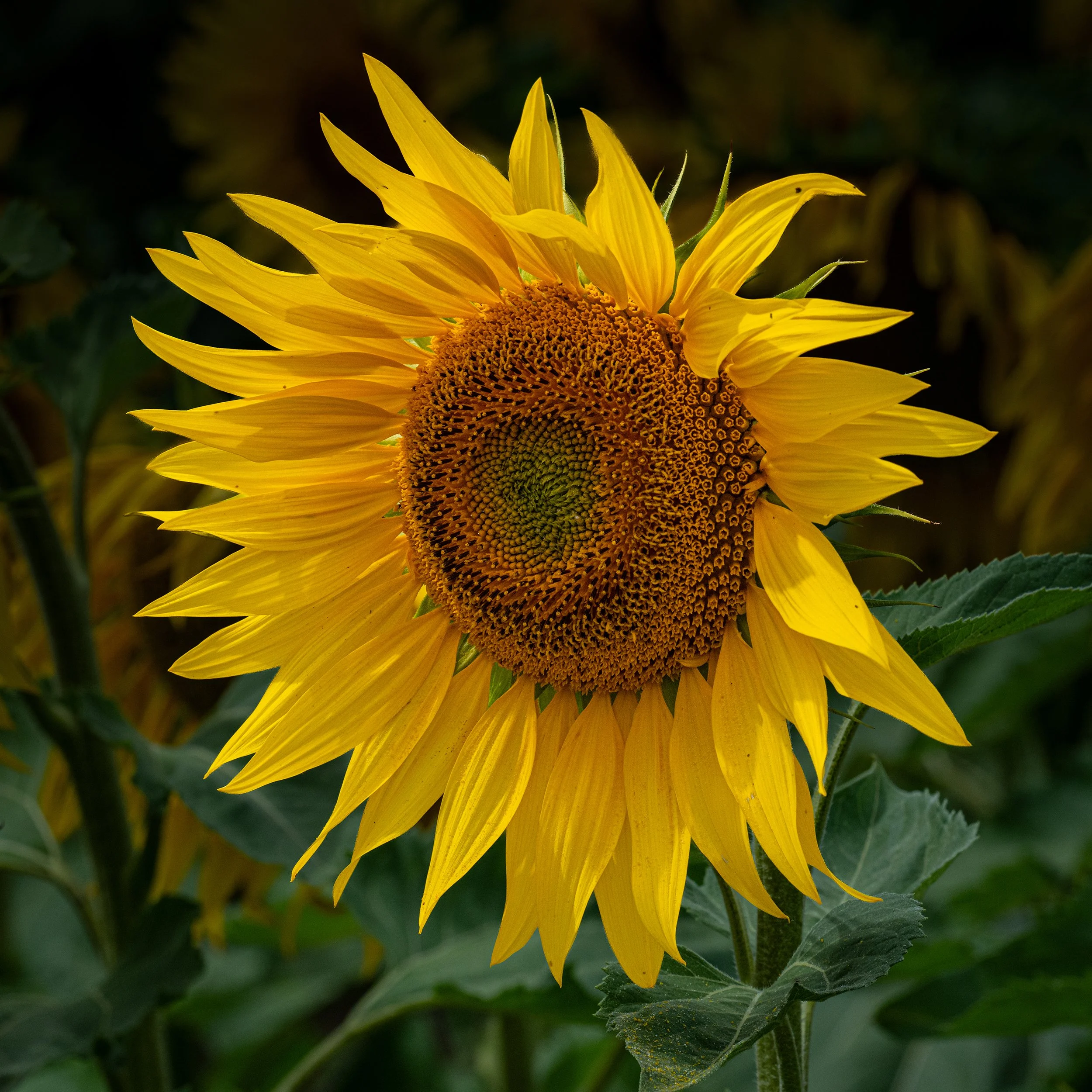 Sunflower | Barlow | England