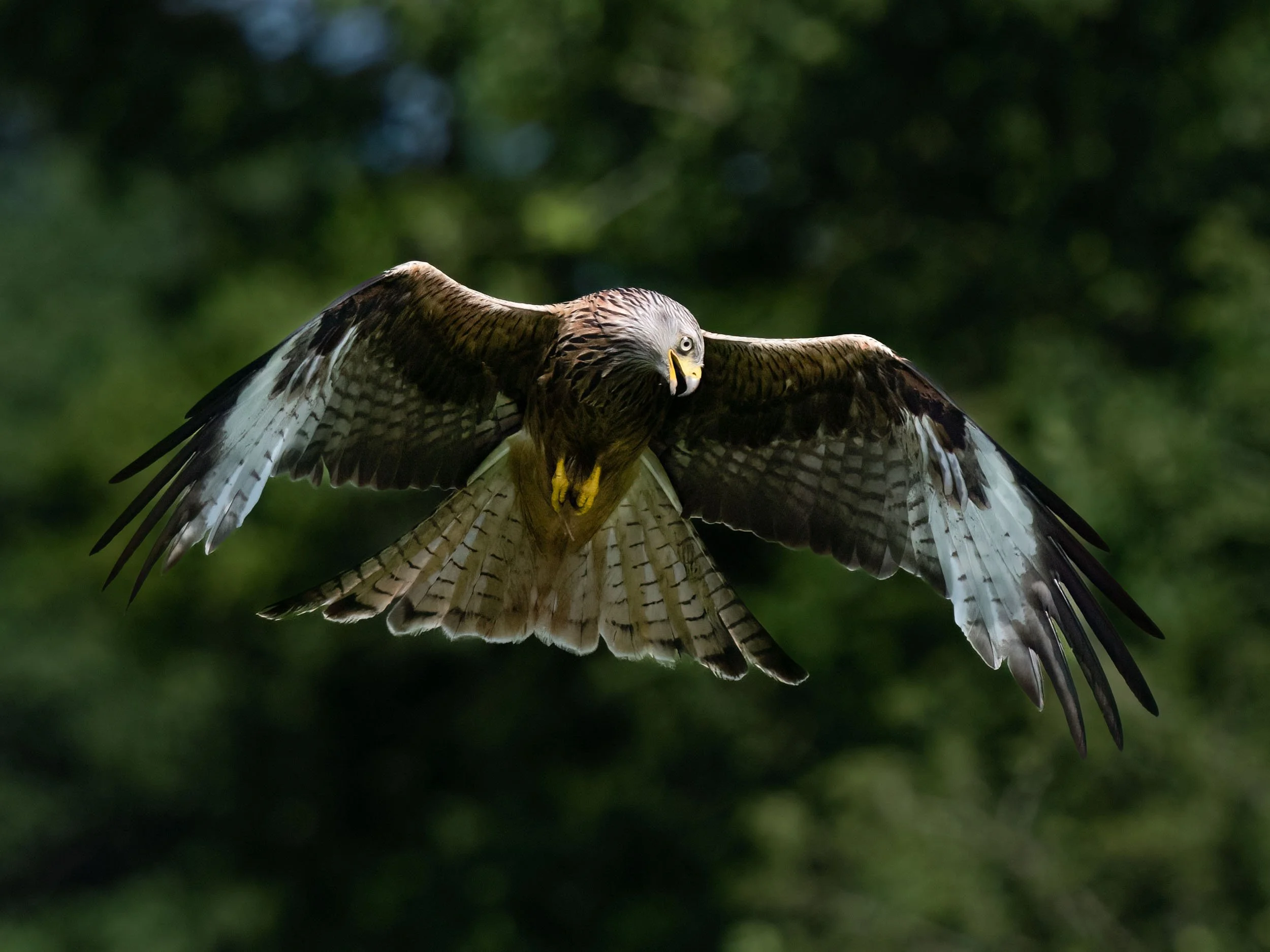 Red Kite | Gigrin Farm | Rhayader | Wales