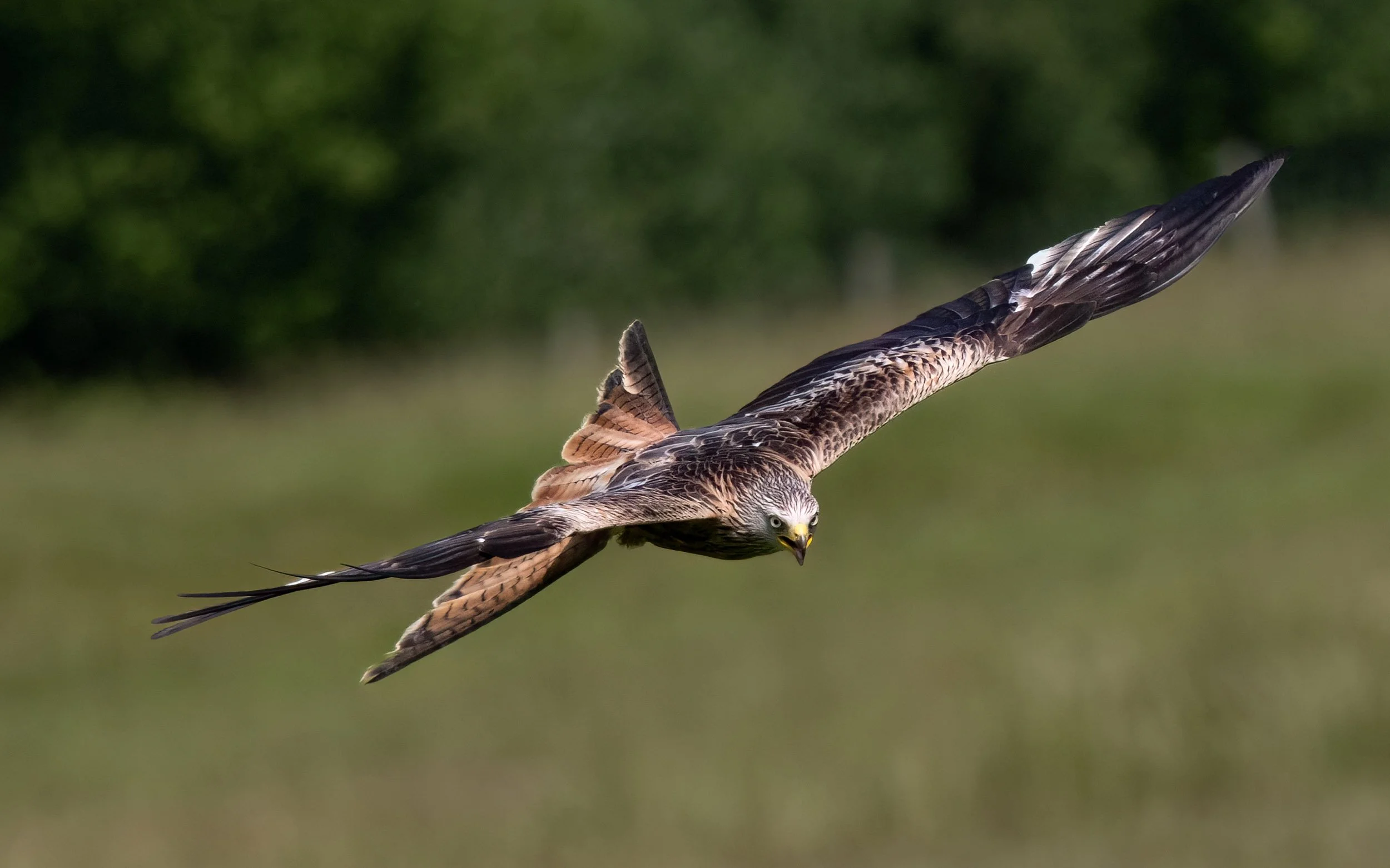 Red Kite | Gigrin Farm | Rhayader | Wales