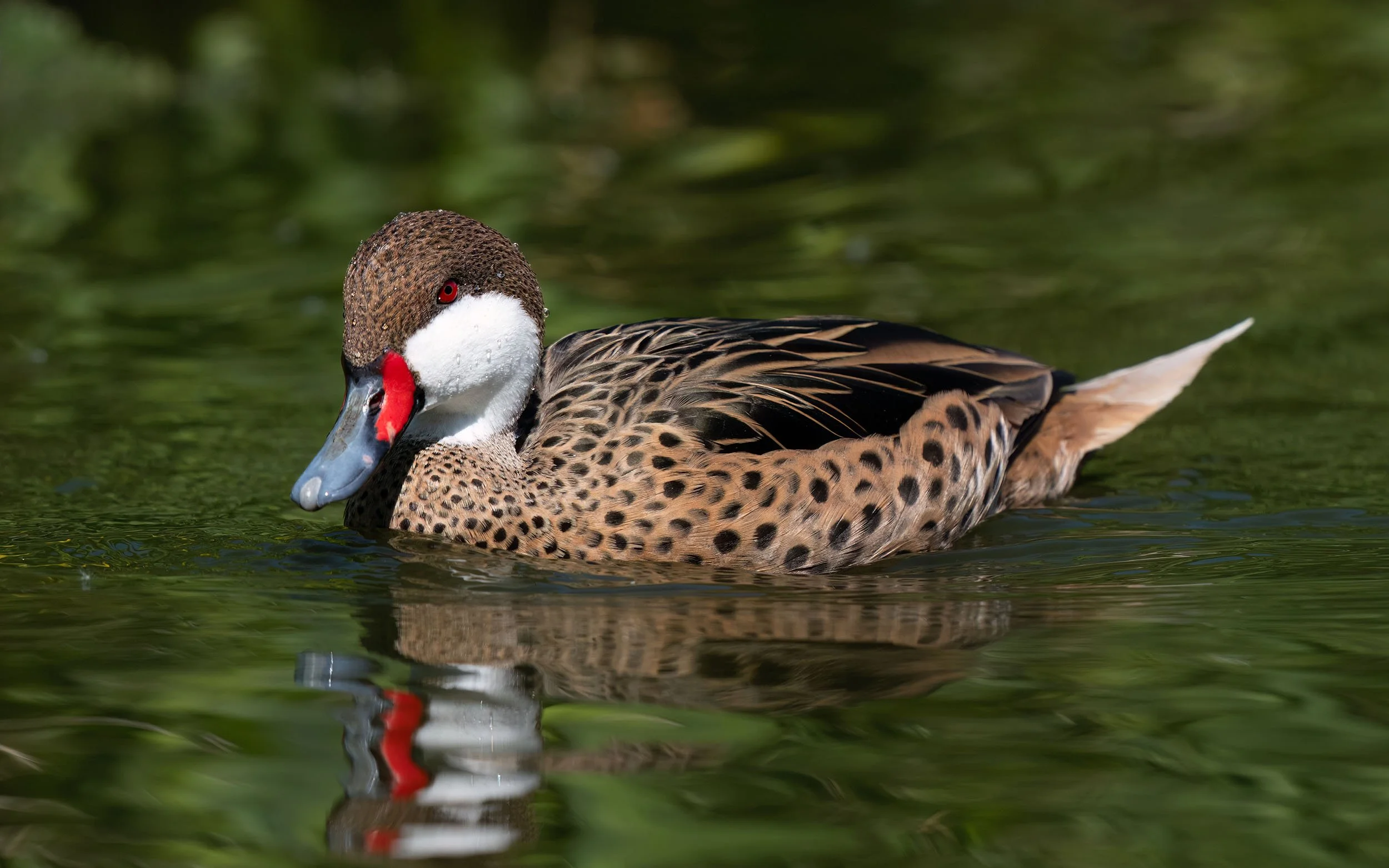 White Cheeked Pintail | Martin Mere WWT