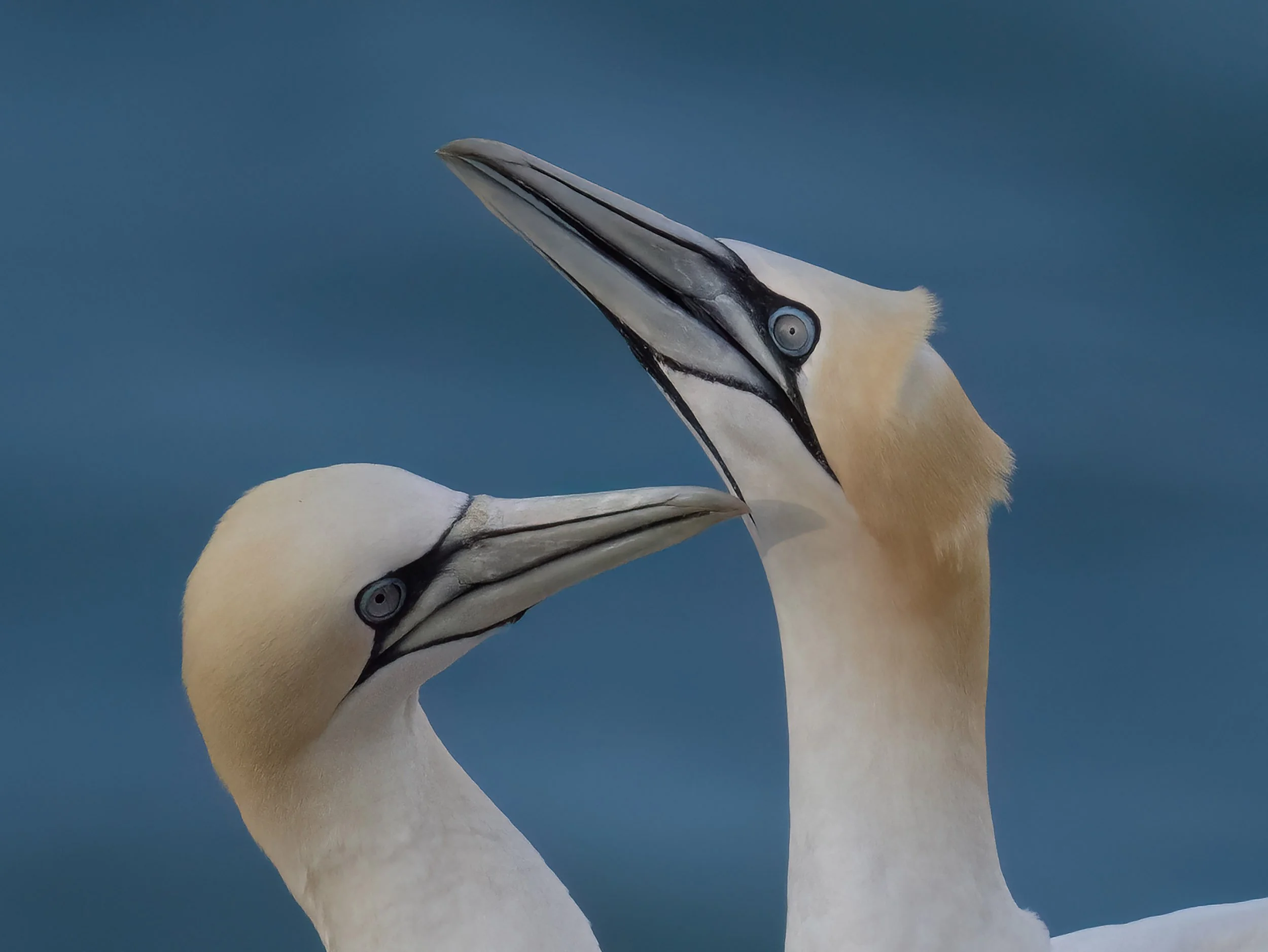 Northern Gannets | RSPB Bempton Cliffs