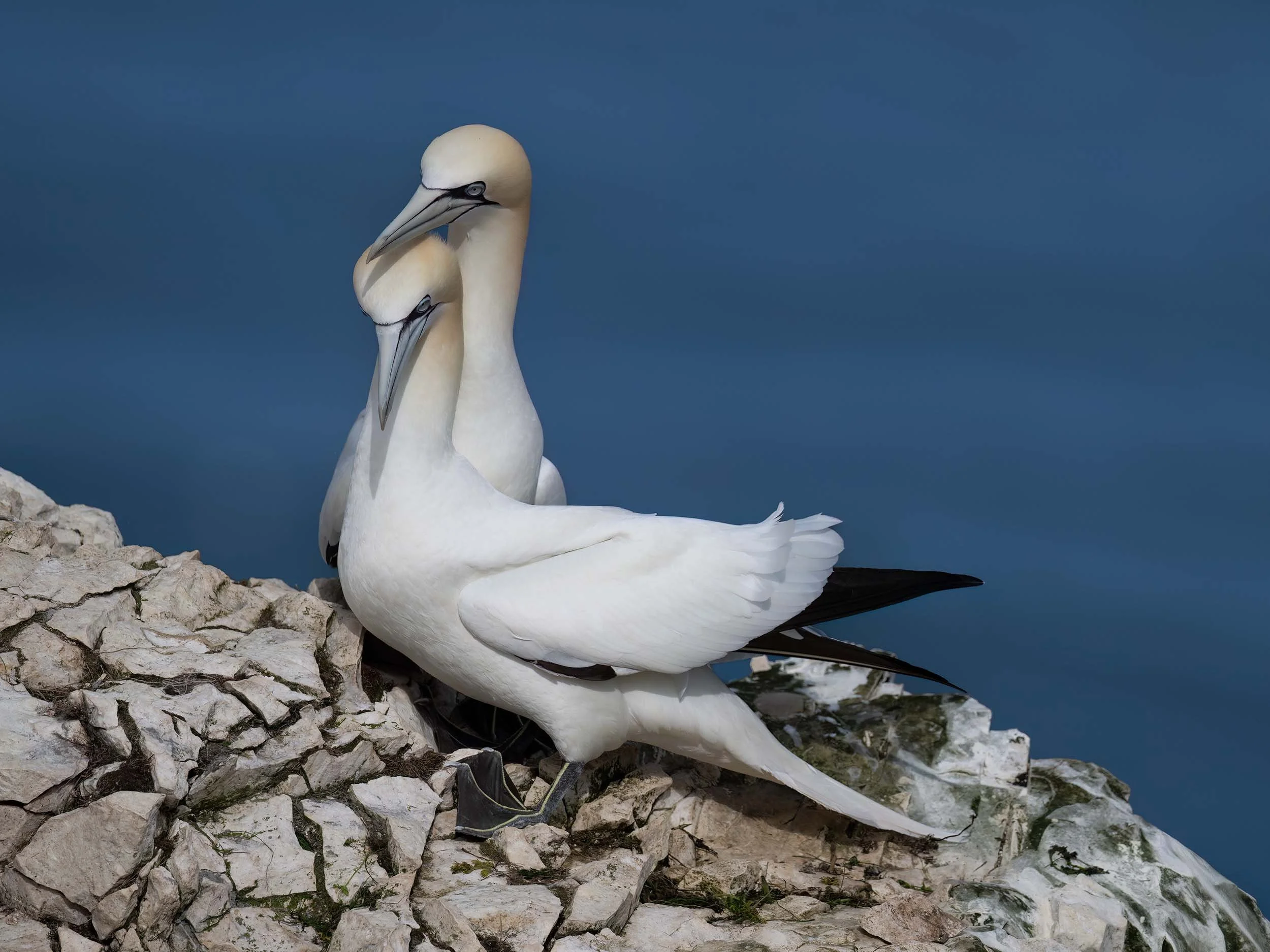 Northern Gannets | RSPB Bempton Cliffs