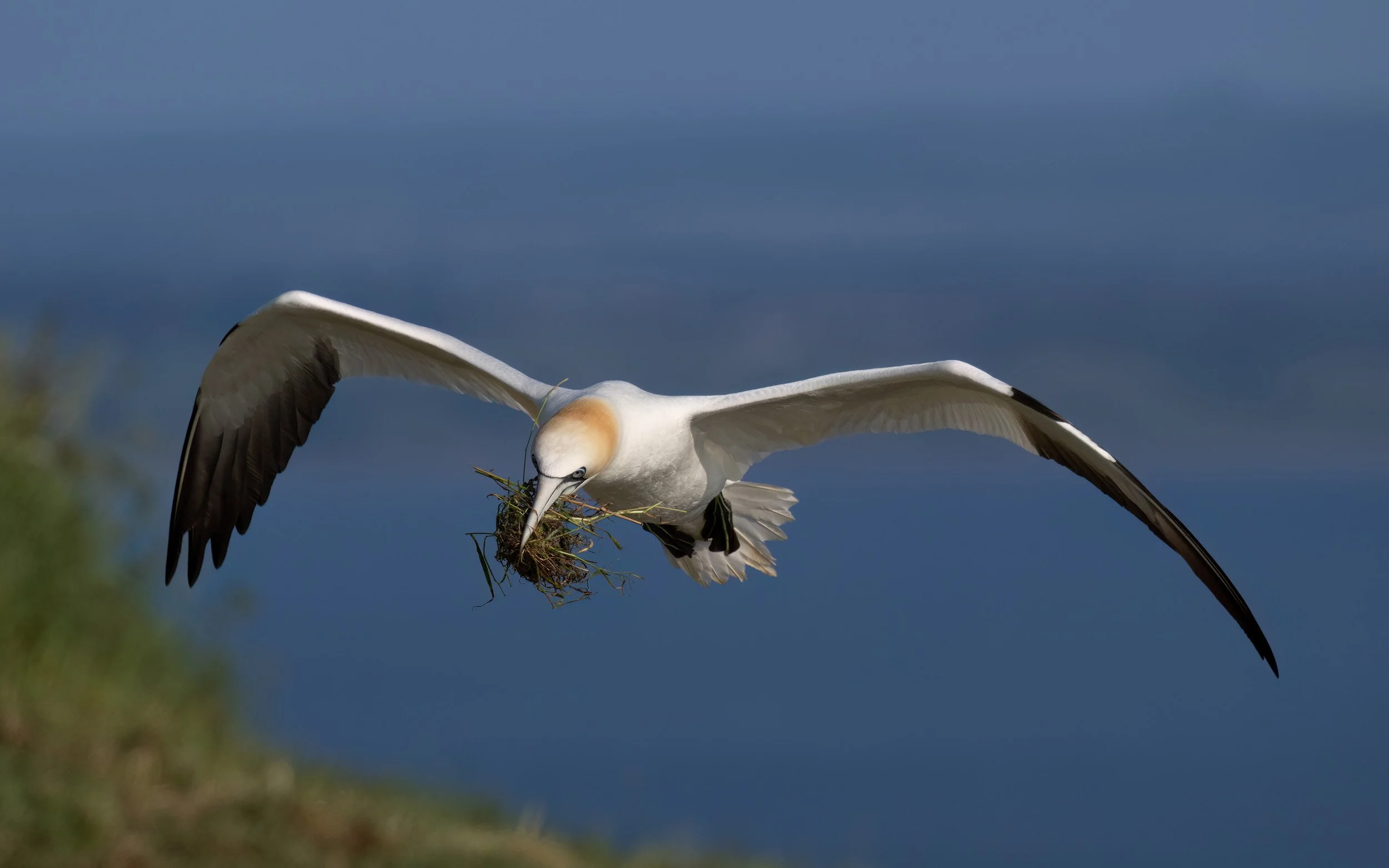 Northern Gannet | RSPB Bempton Cliffs