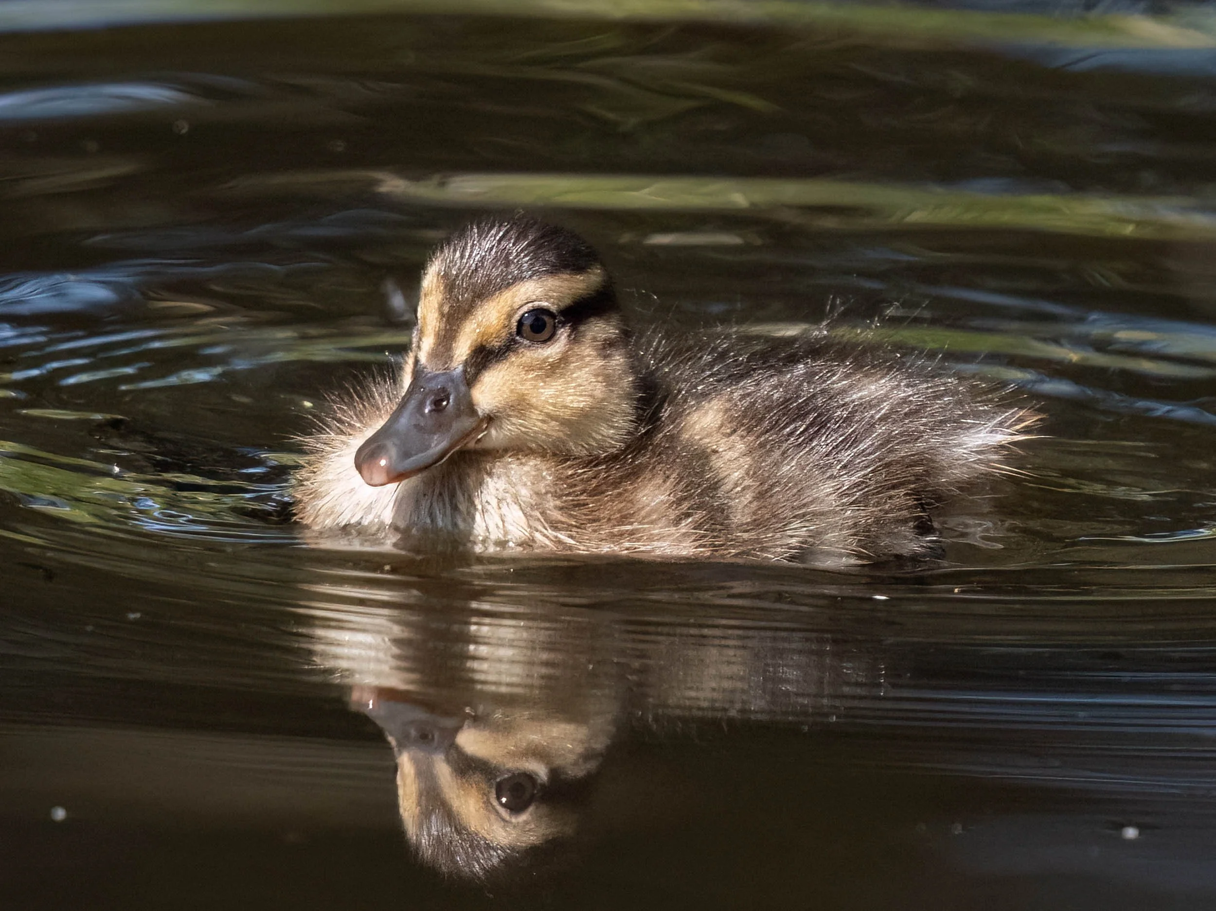 Mallard Duckling | Martin Mere WWT