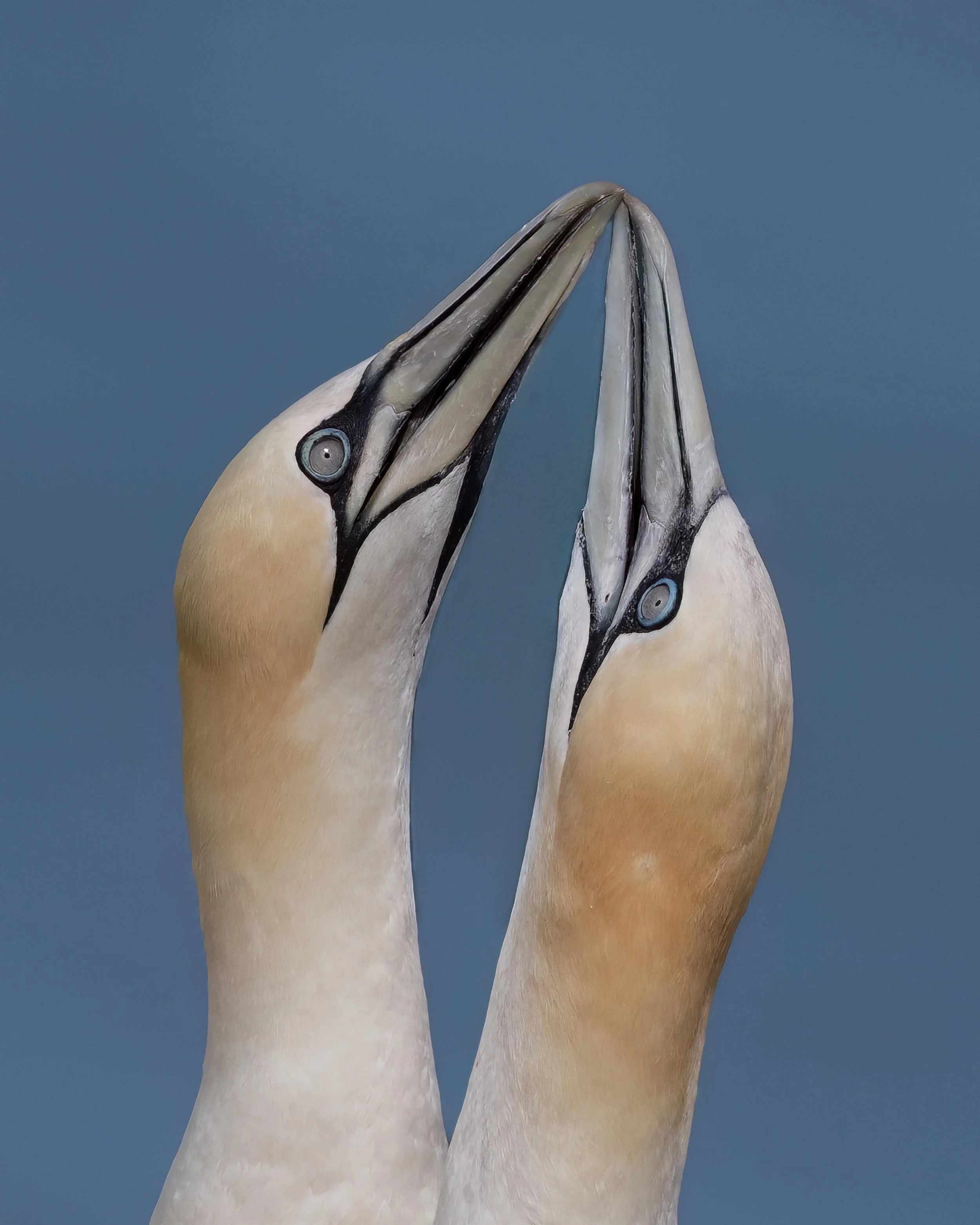 Northern Gannets | RSPB Bempton Cliffs