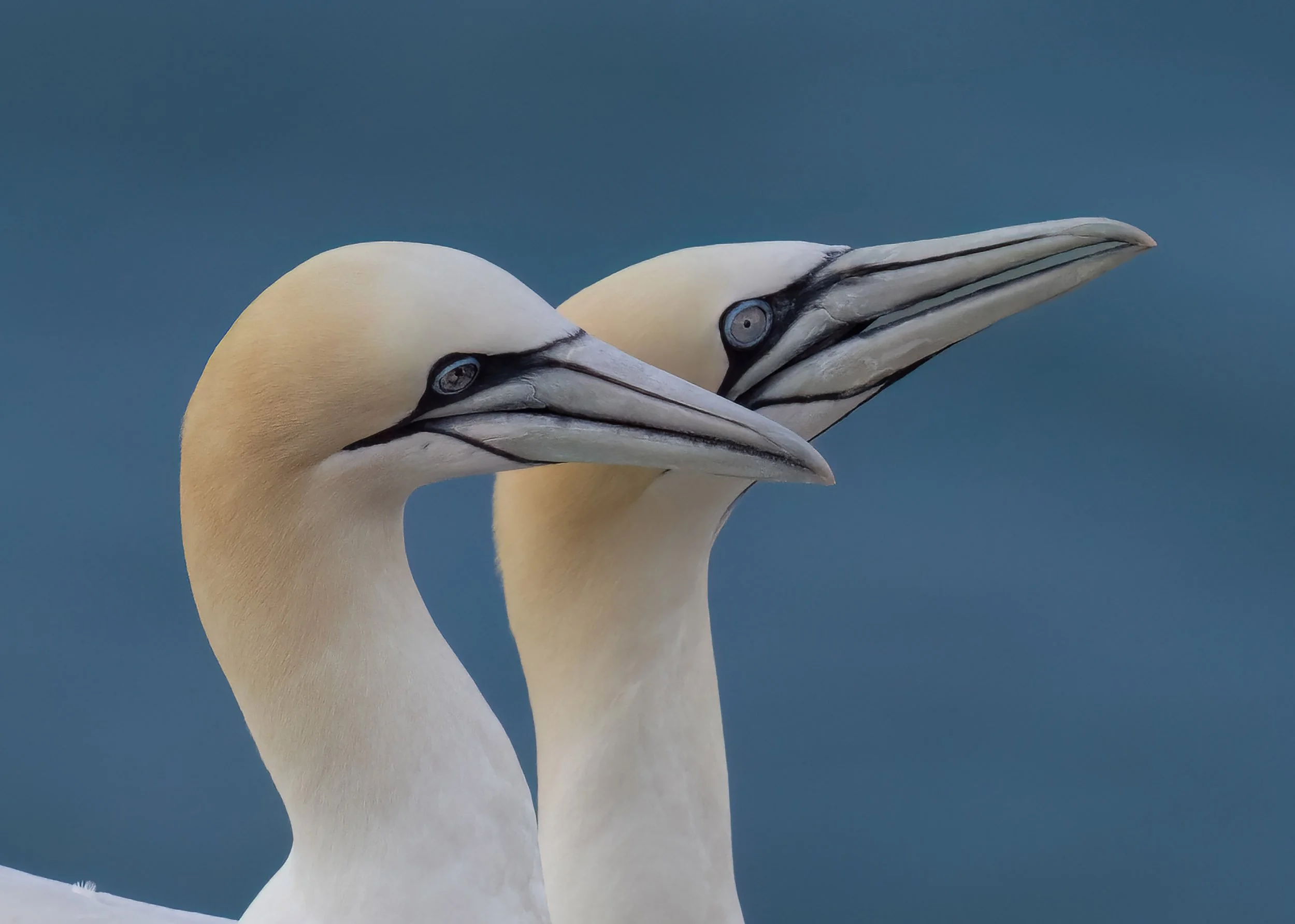 Northern Gannets | RSPB Bempton Cliffs