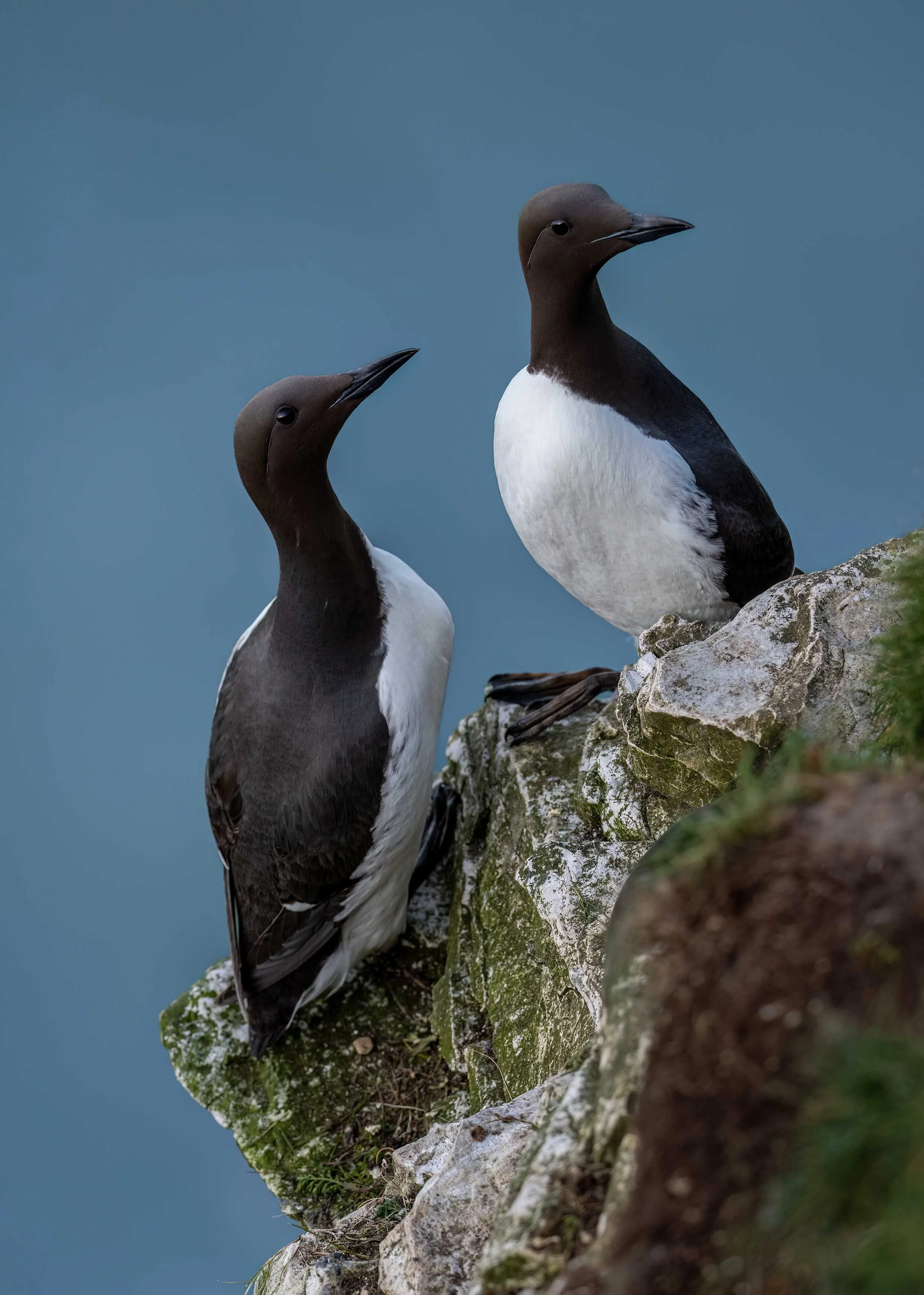 Guillemots | RSPB Bempton Cliffs