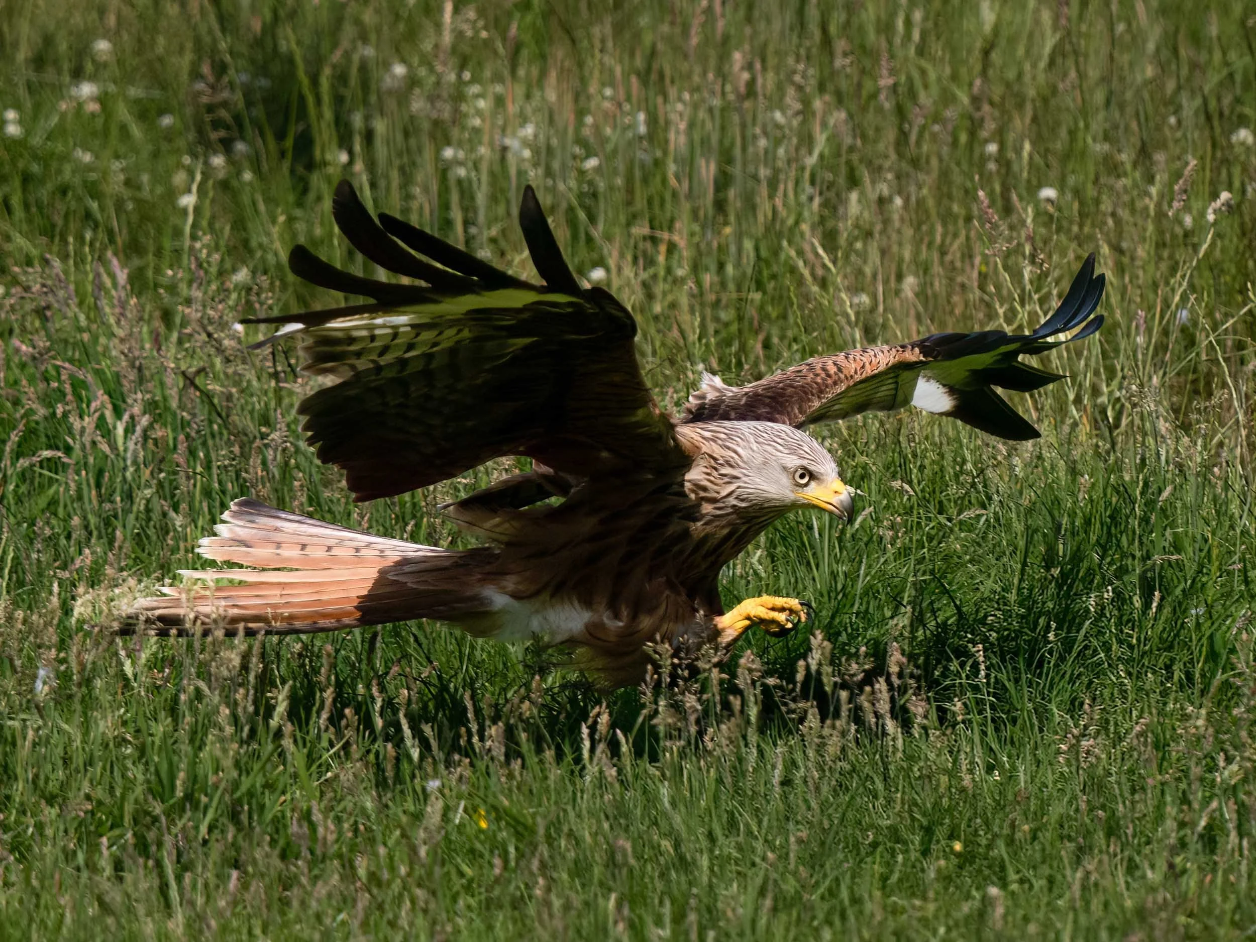 Red Kite | Gigrin Farm | Rhayader | Wales