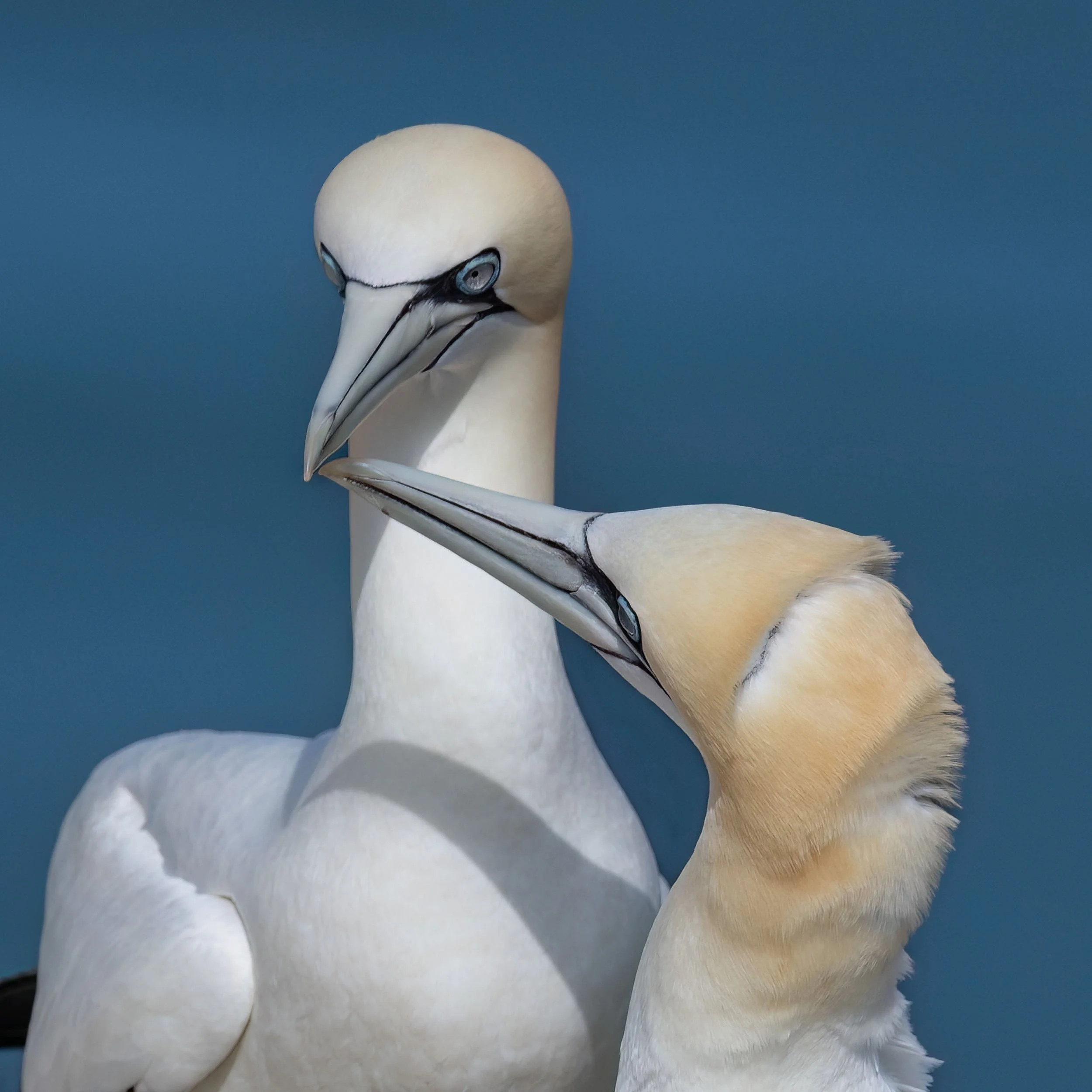 Northern Gannets | RSPB Bempton Cliffs