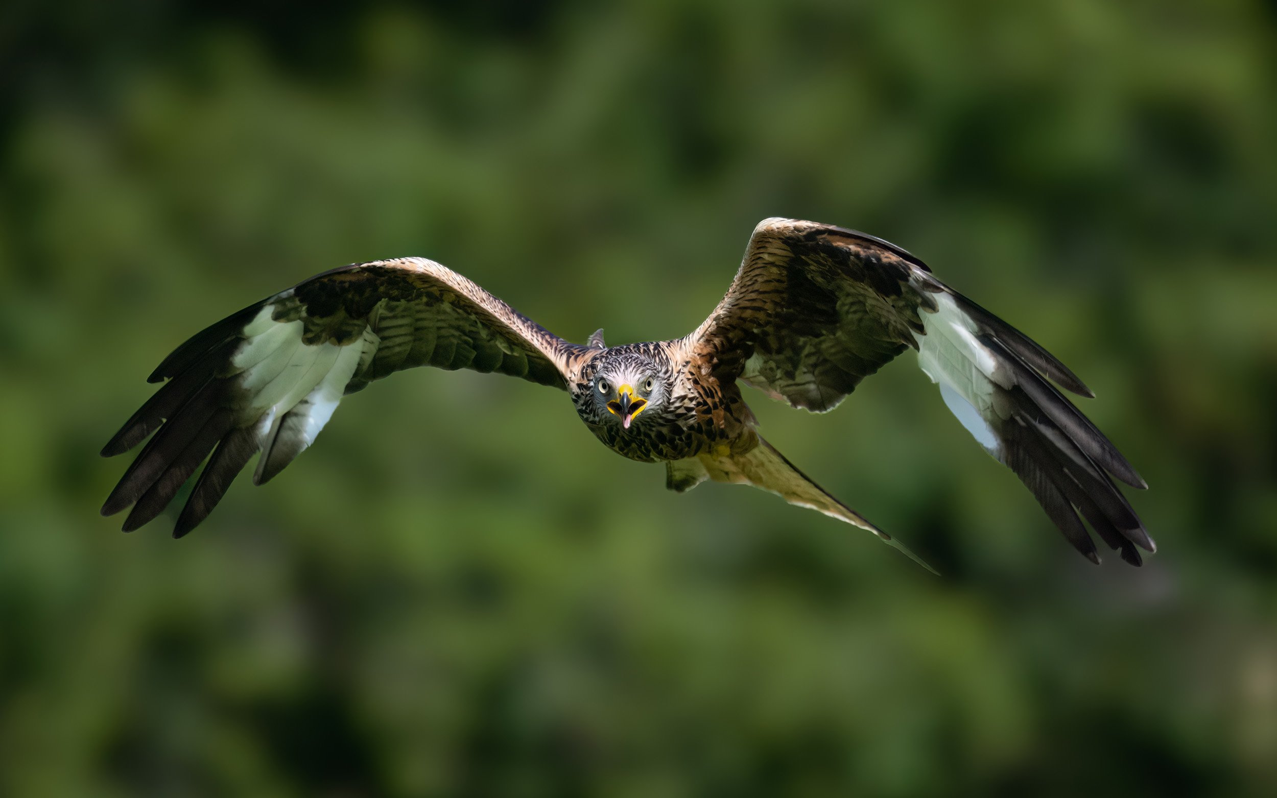 Red Kite | Gigrin Farm | Rhayader | Wales
