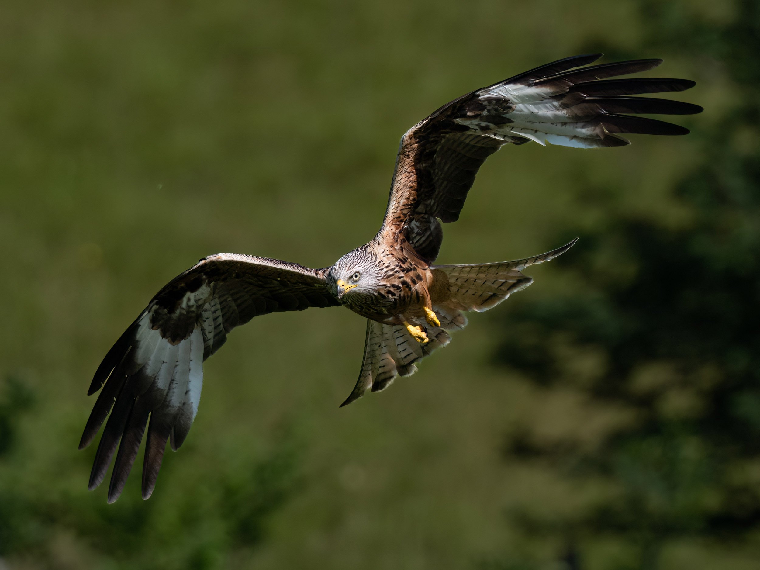Red Kite | Gigrin Farm | Rhayader | Wales