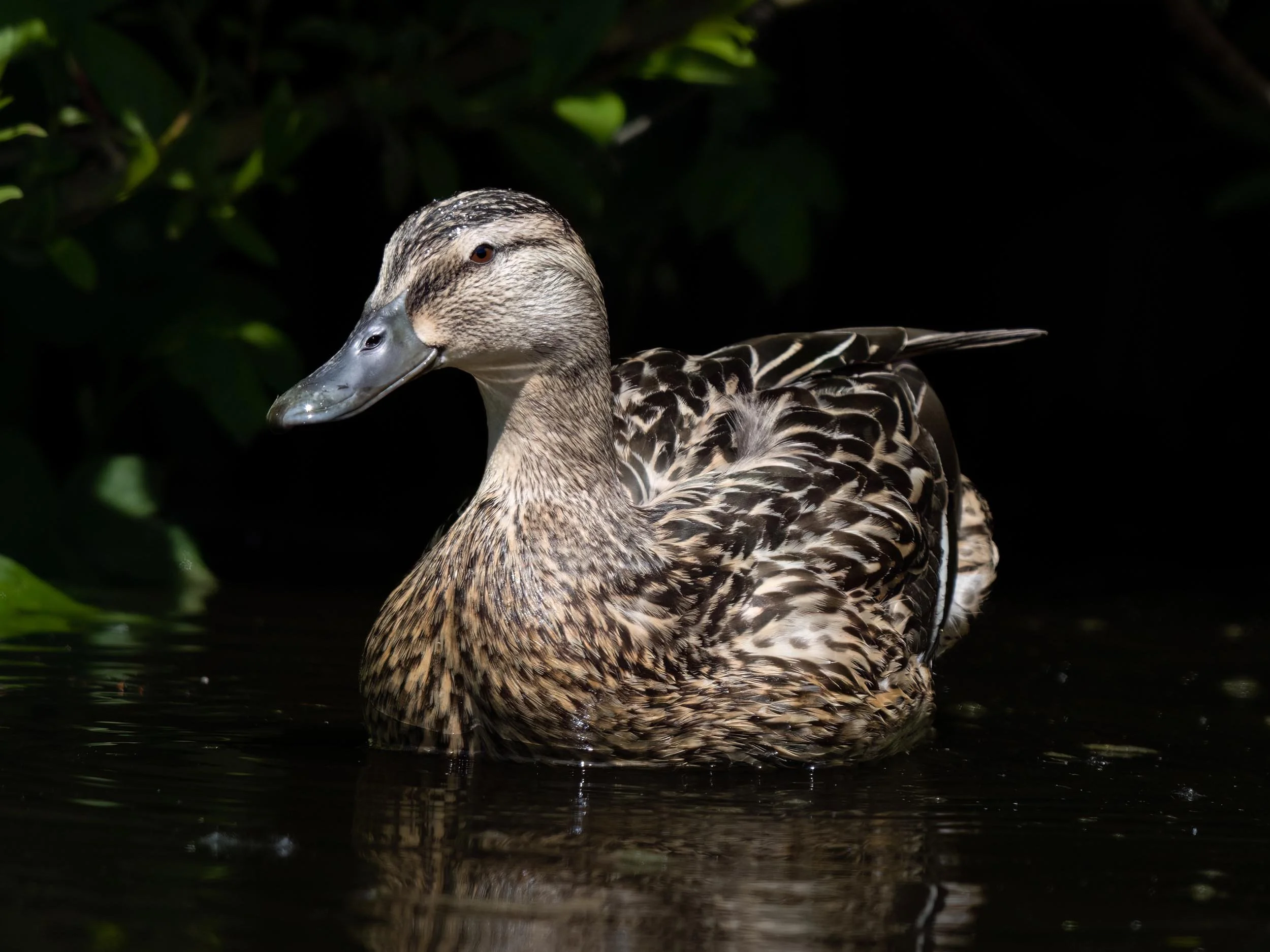 Female Mallard | Martin Mere WWT